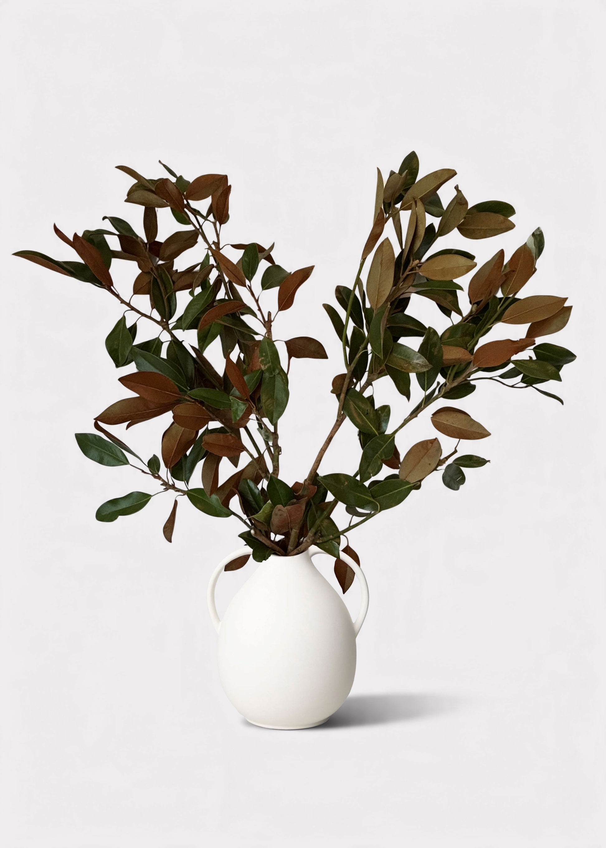 Fresch Magnolia Branches arranged in the Afloral Jug Vase