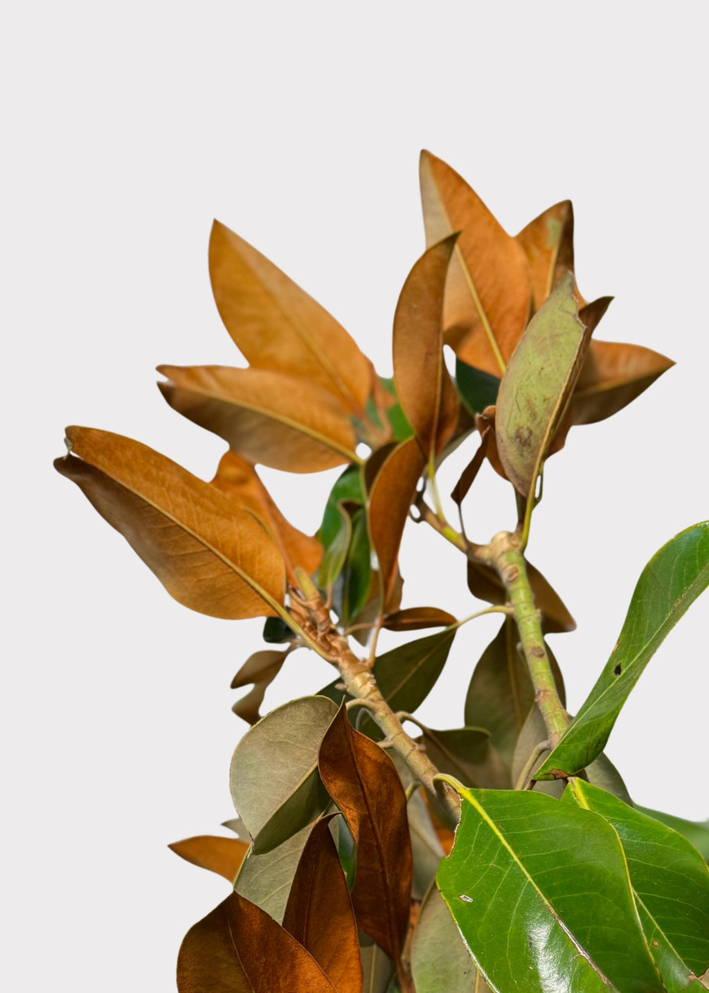 Close-up of Fresch Magnolia Branches