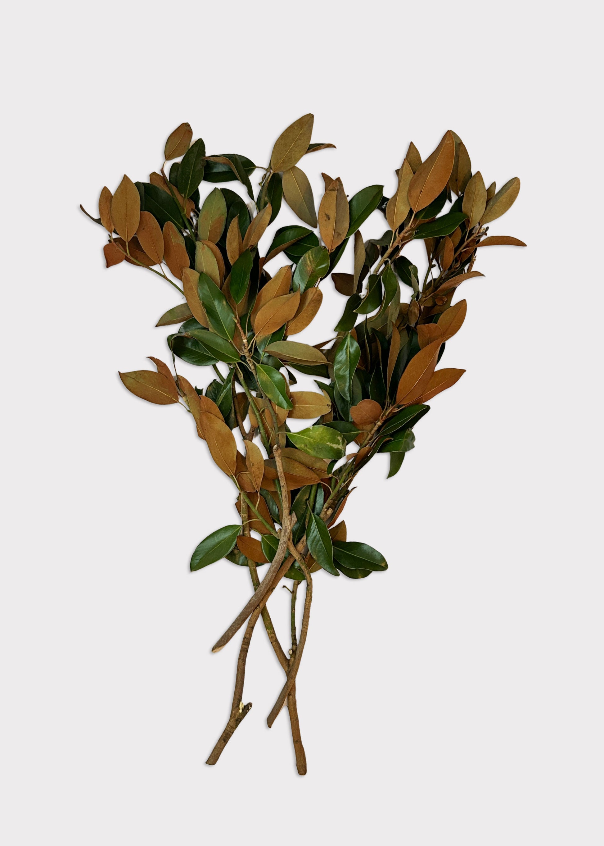 FRESH Magnolia Foliage Branches