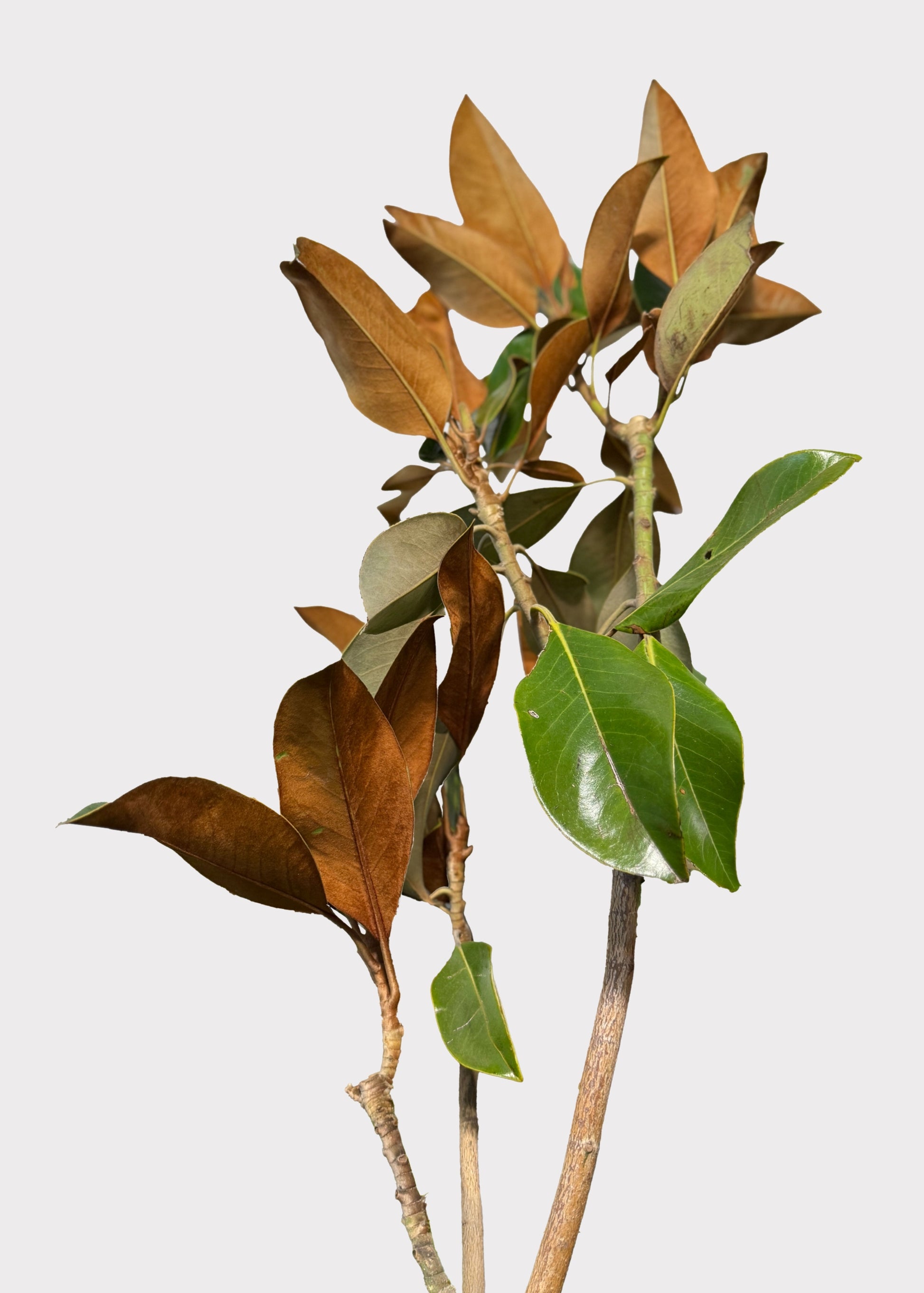 FRESH Magnolia Foliage Branches