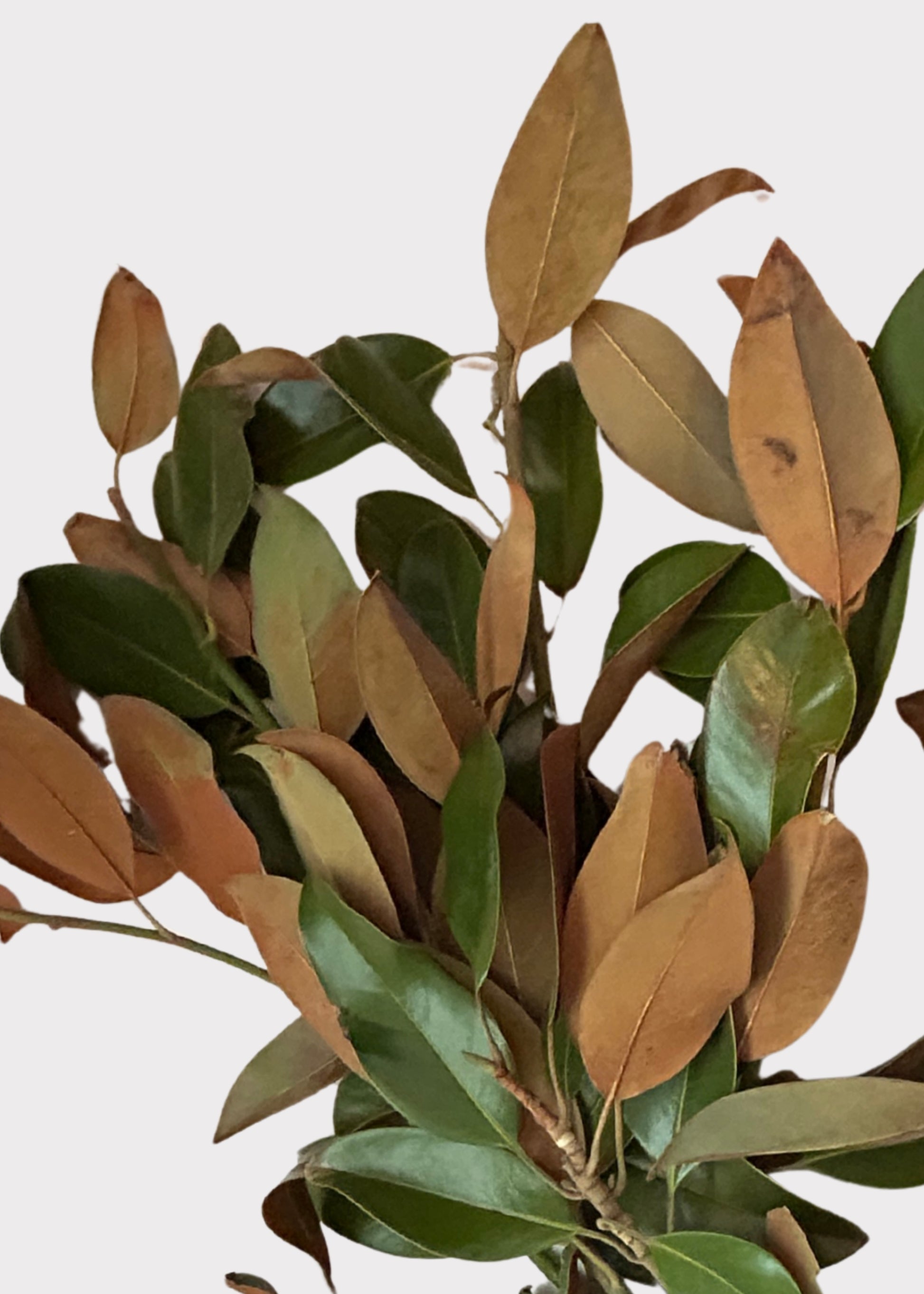 Close-up of Fresch Magnolia Branches