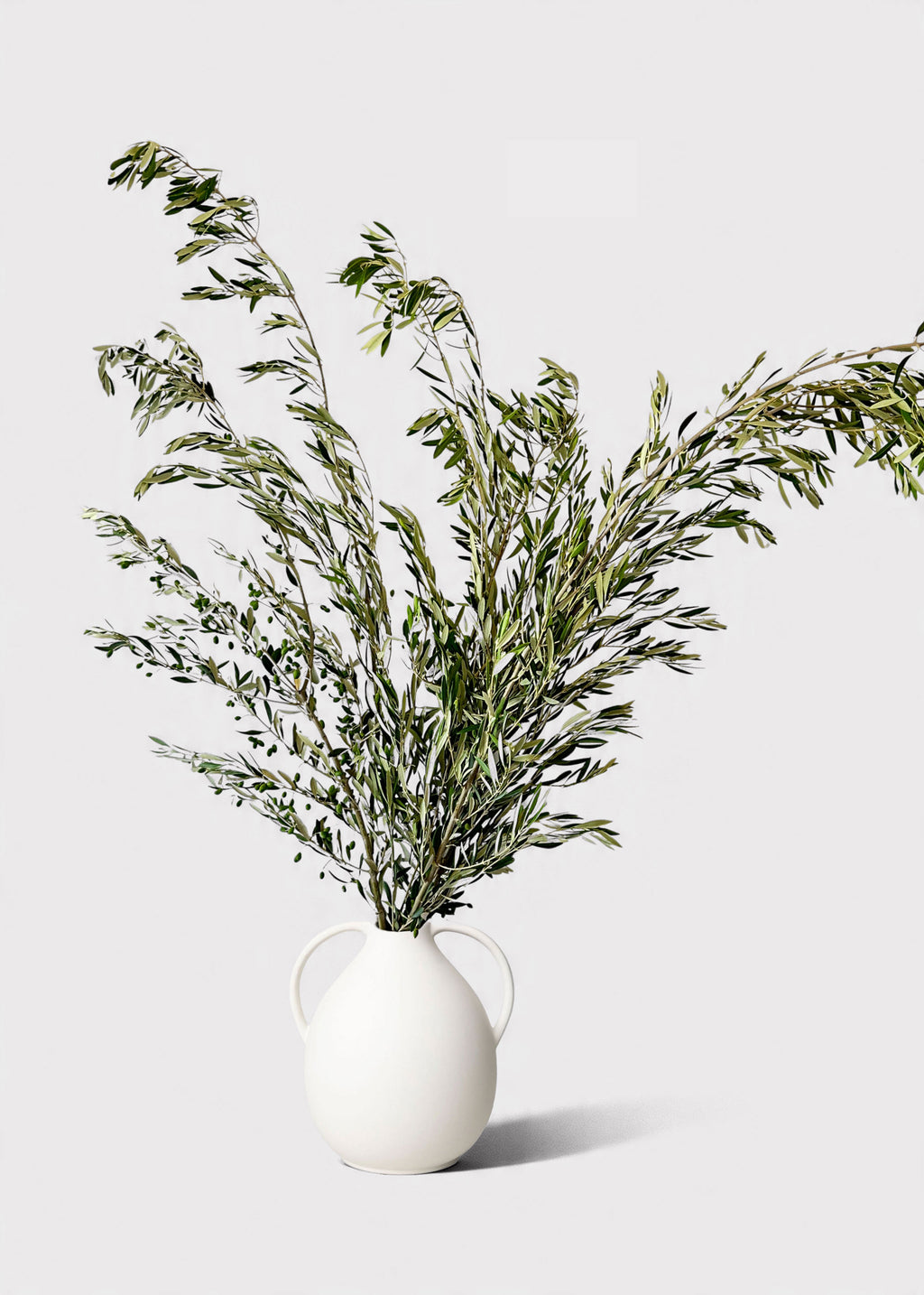 Fresh Olive Leaf Branches in the Afloral Jug Vase