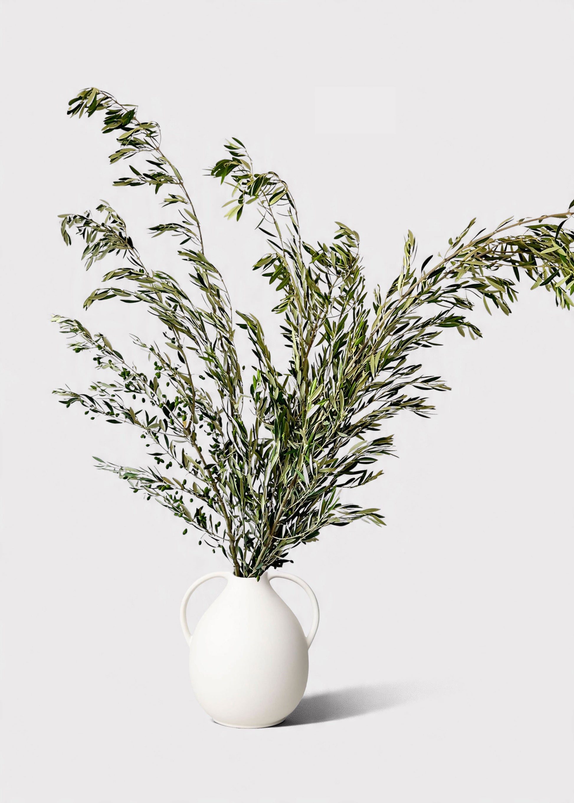 Fresh Olive Leaf Branches in the Afloral Jug Vase
