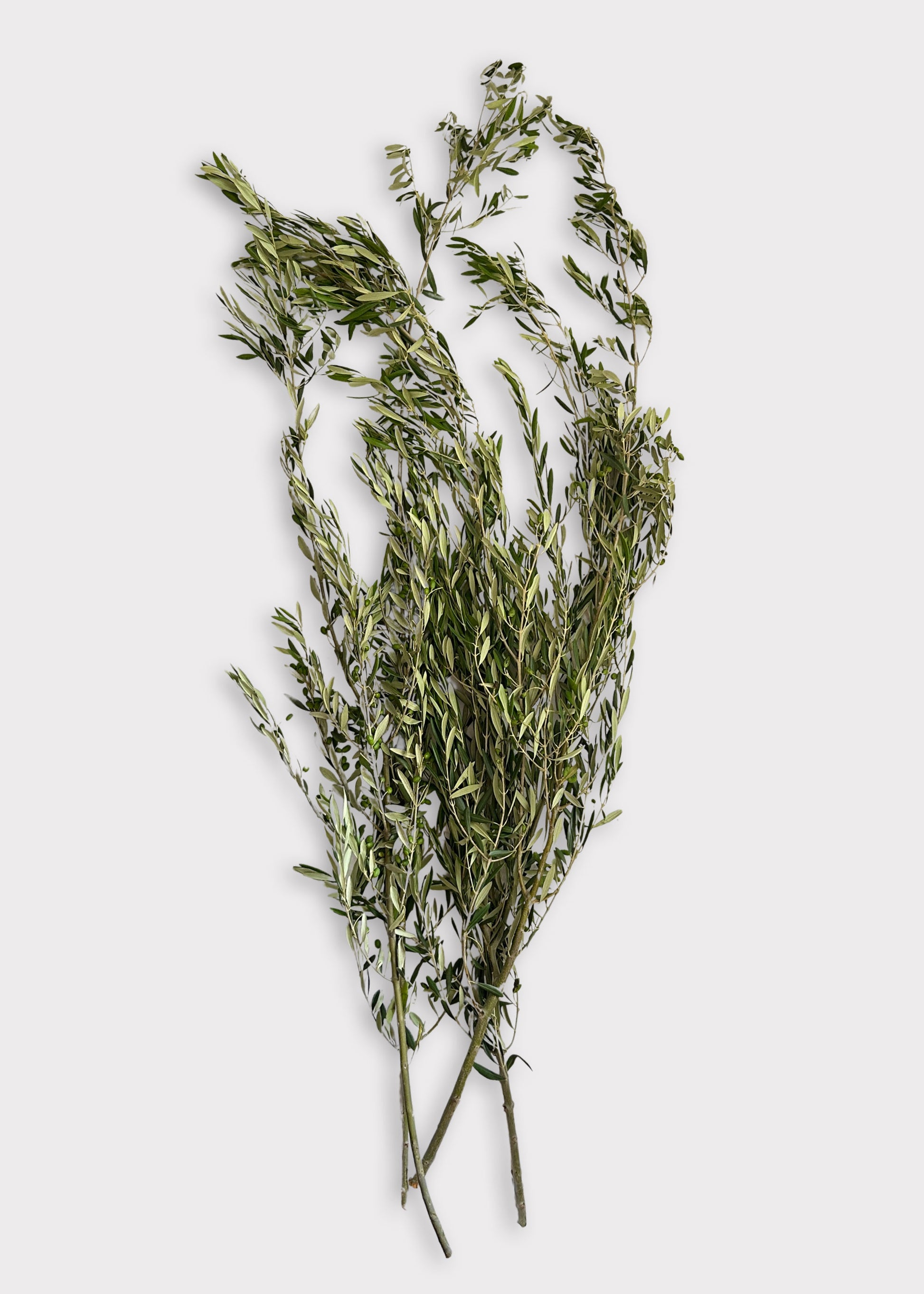 Fresh-cut Large Olive Leaf Branches