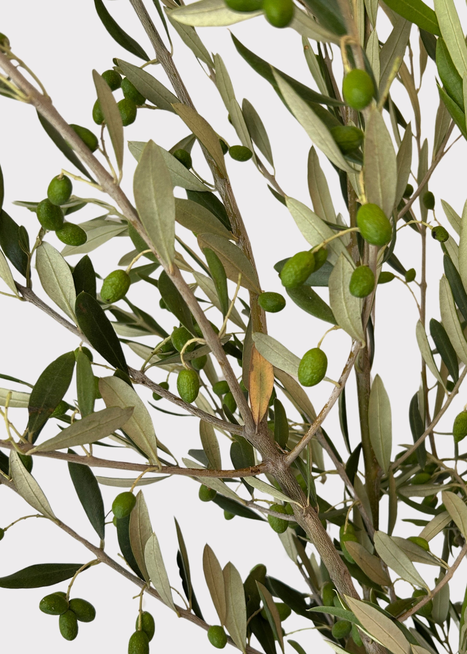 Fresh Olive Leaf Branches