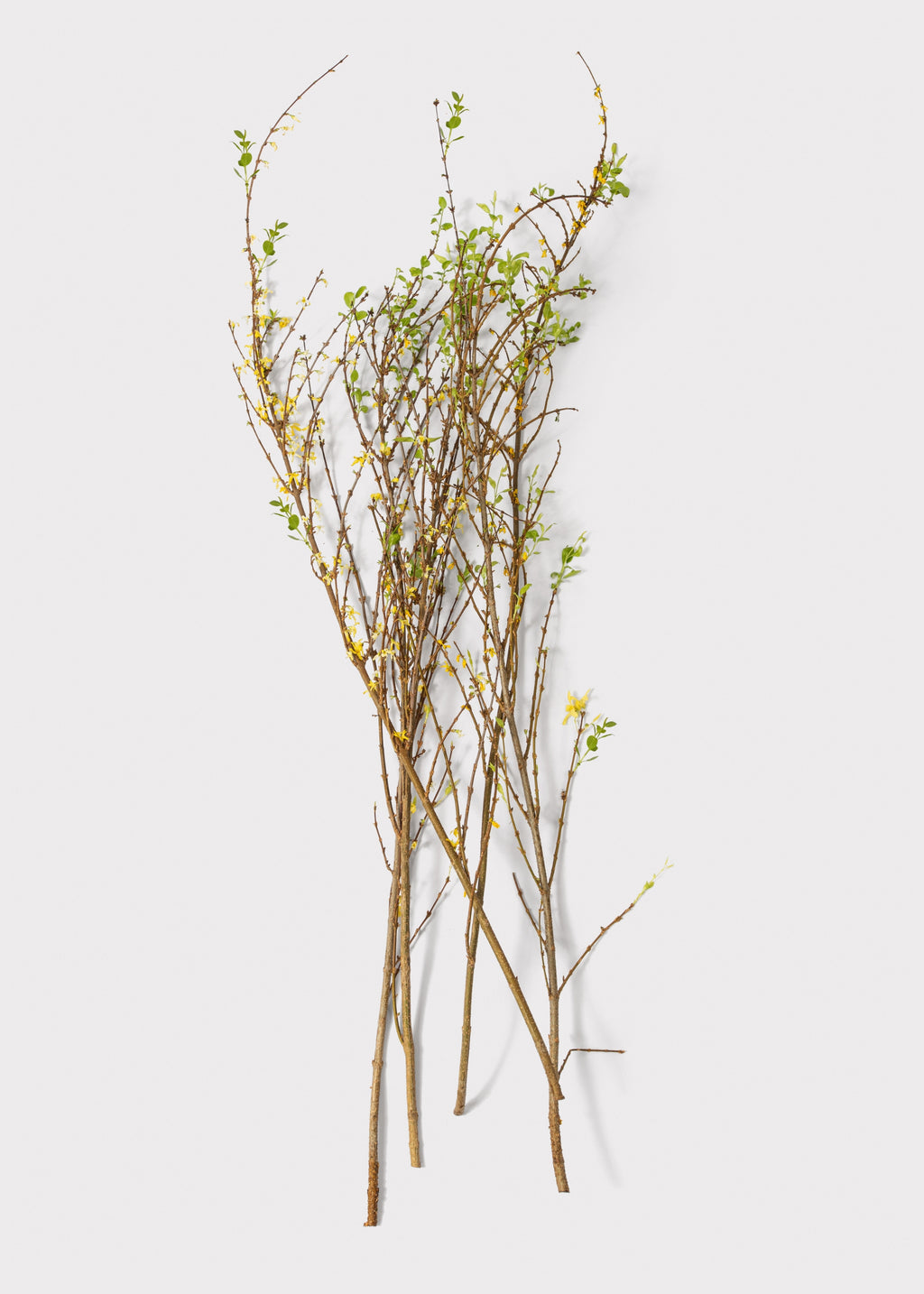 Fresh Forsythia Branches