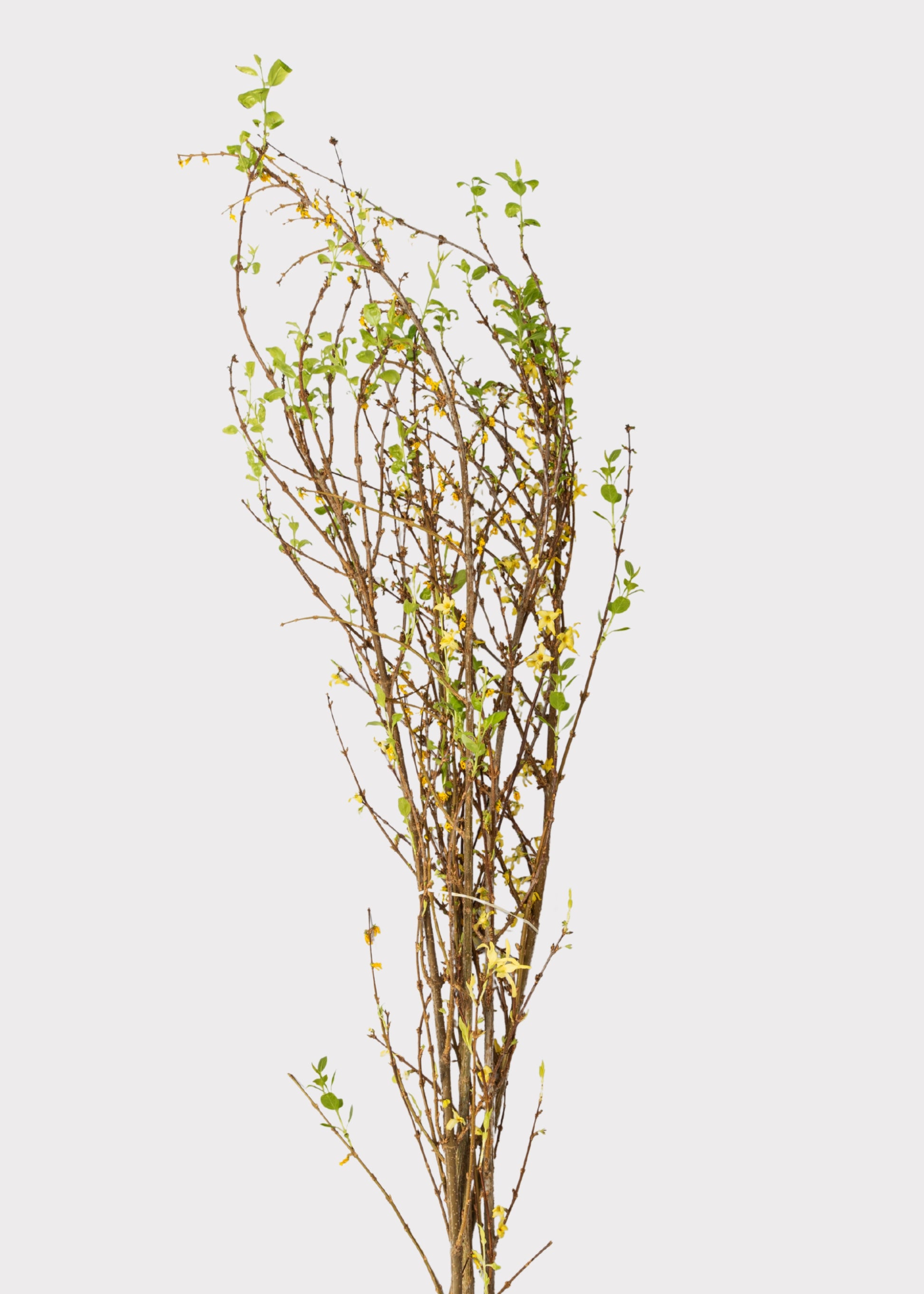 fresh forsythia branches