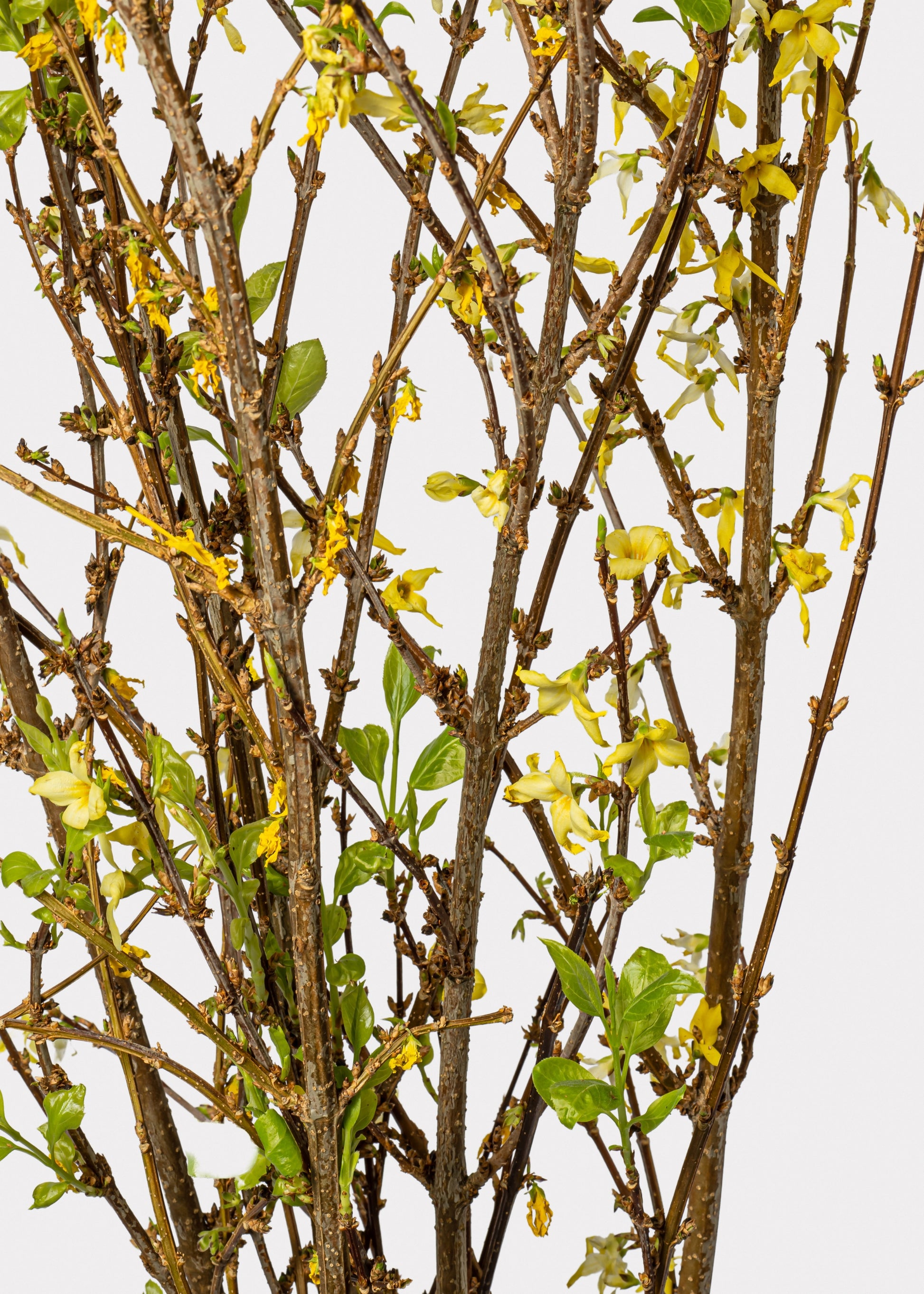close-up of fresh forsythia branches