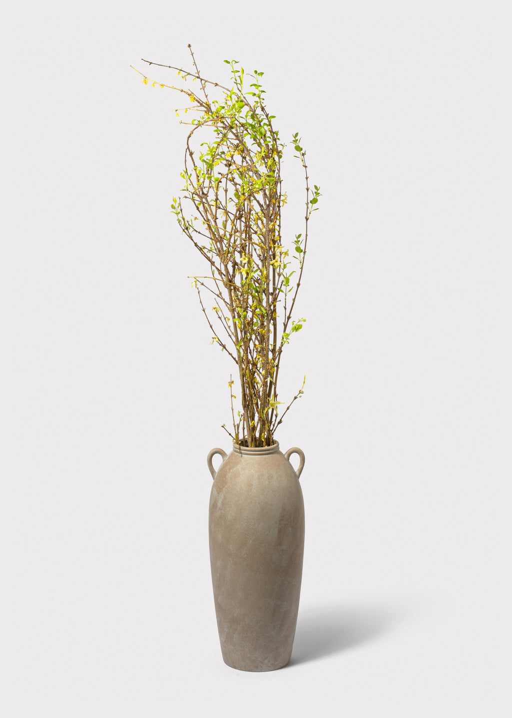 fresh cut forsythia in a tall vase