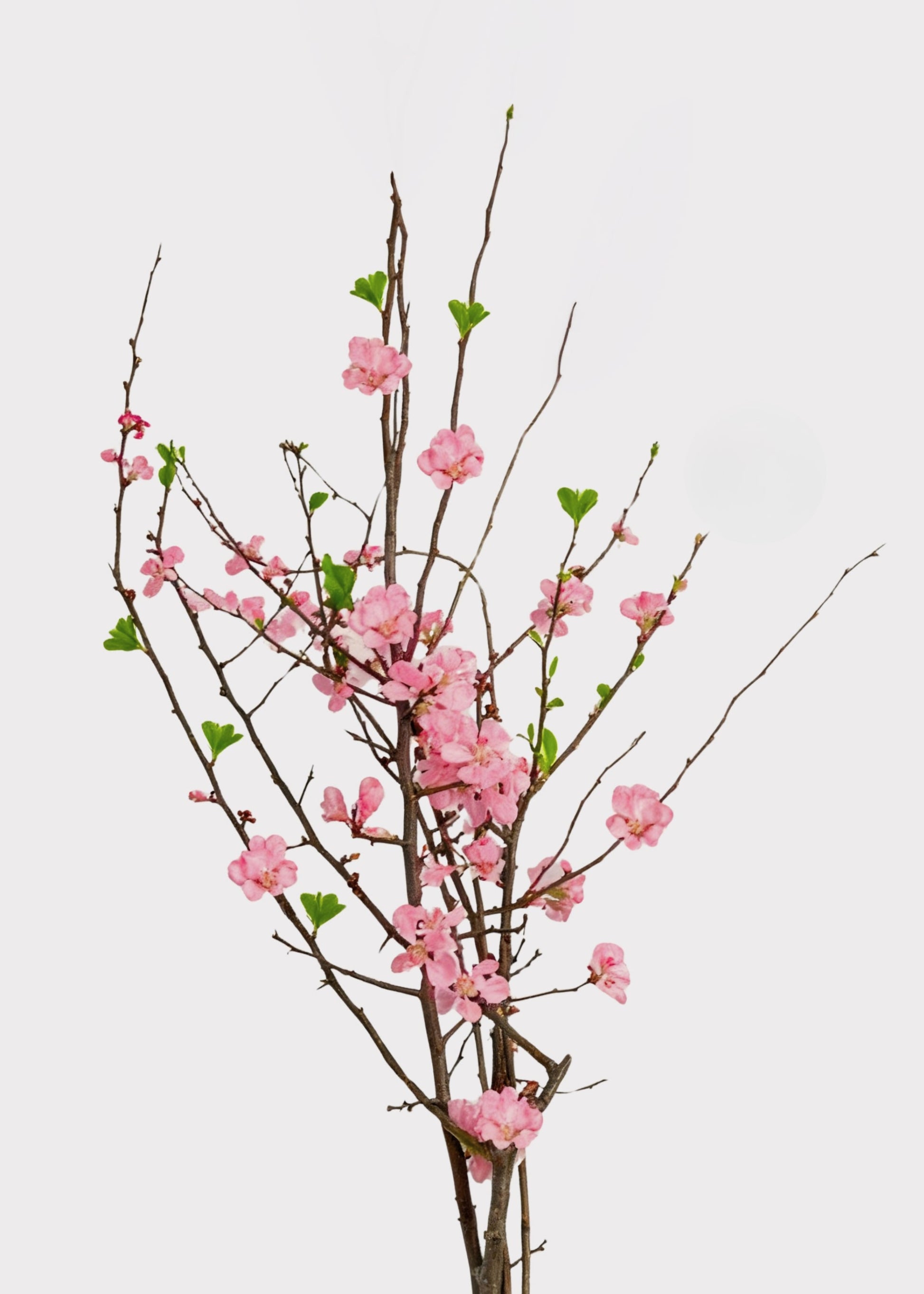 pink quince branches