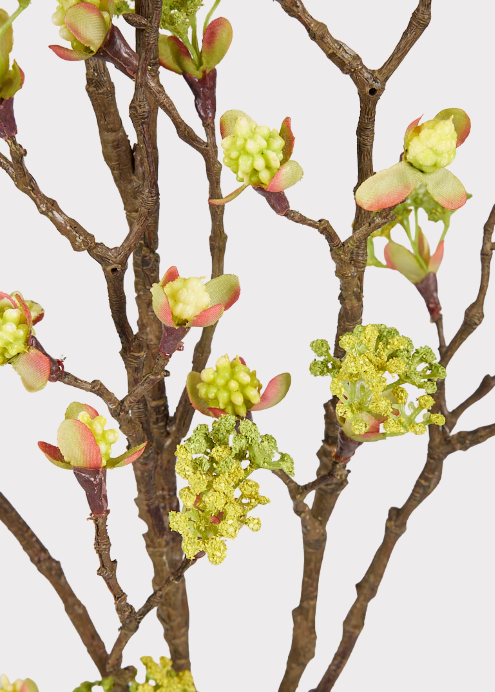 Closeup of Cream Yellow Blossoming Branch