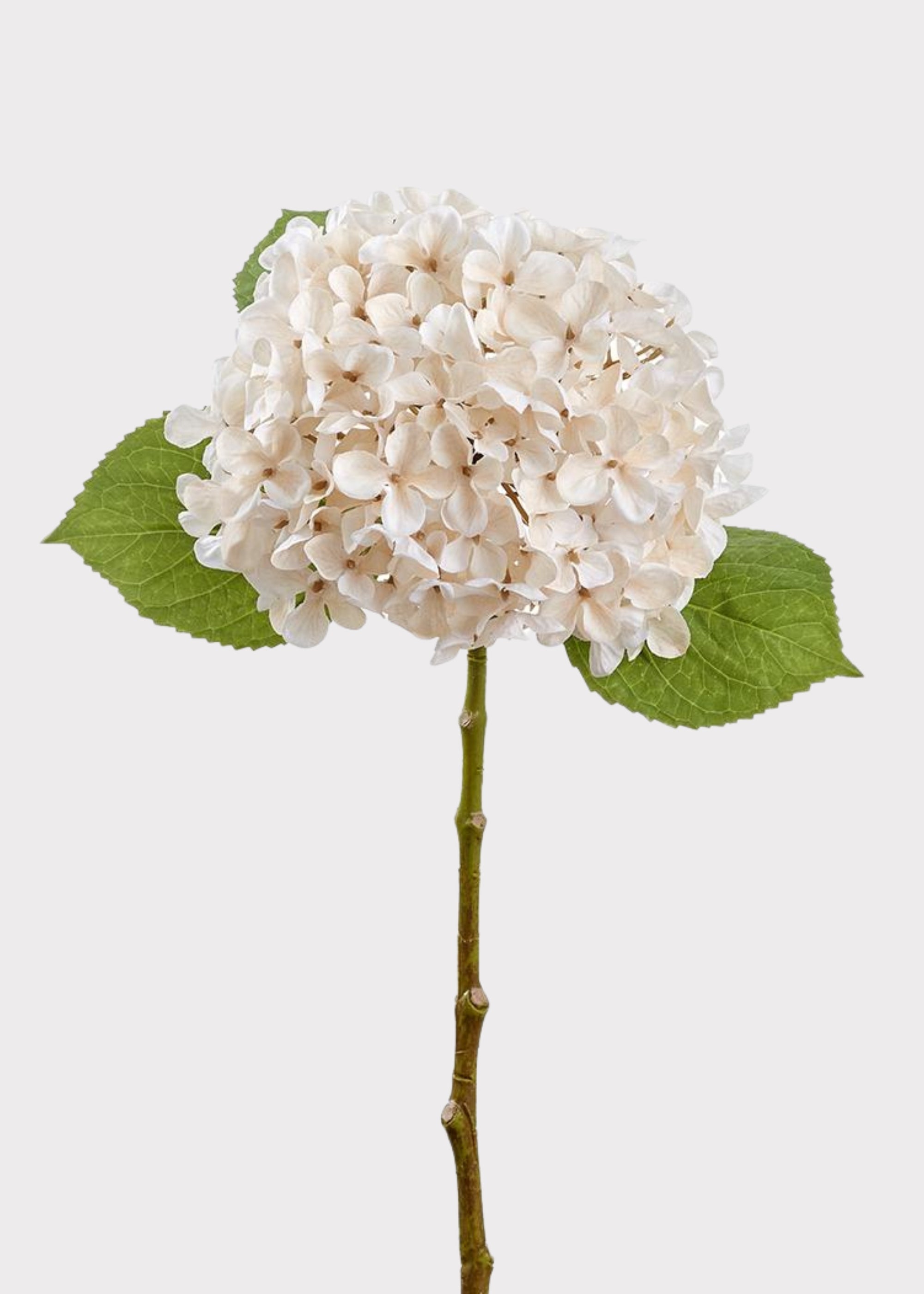 BORN STEM クリーム Ivory Cream Hydrangea Stem | Premium Fake Botanicals | Afloral