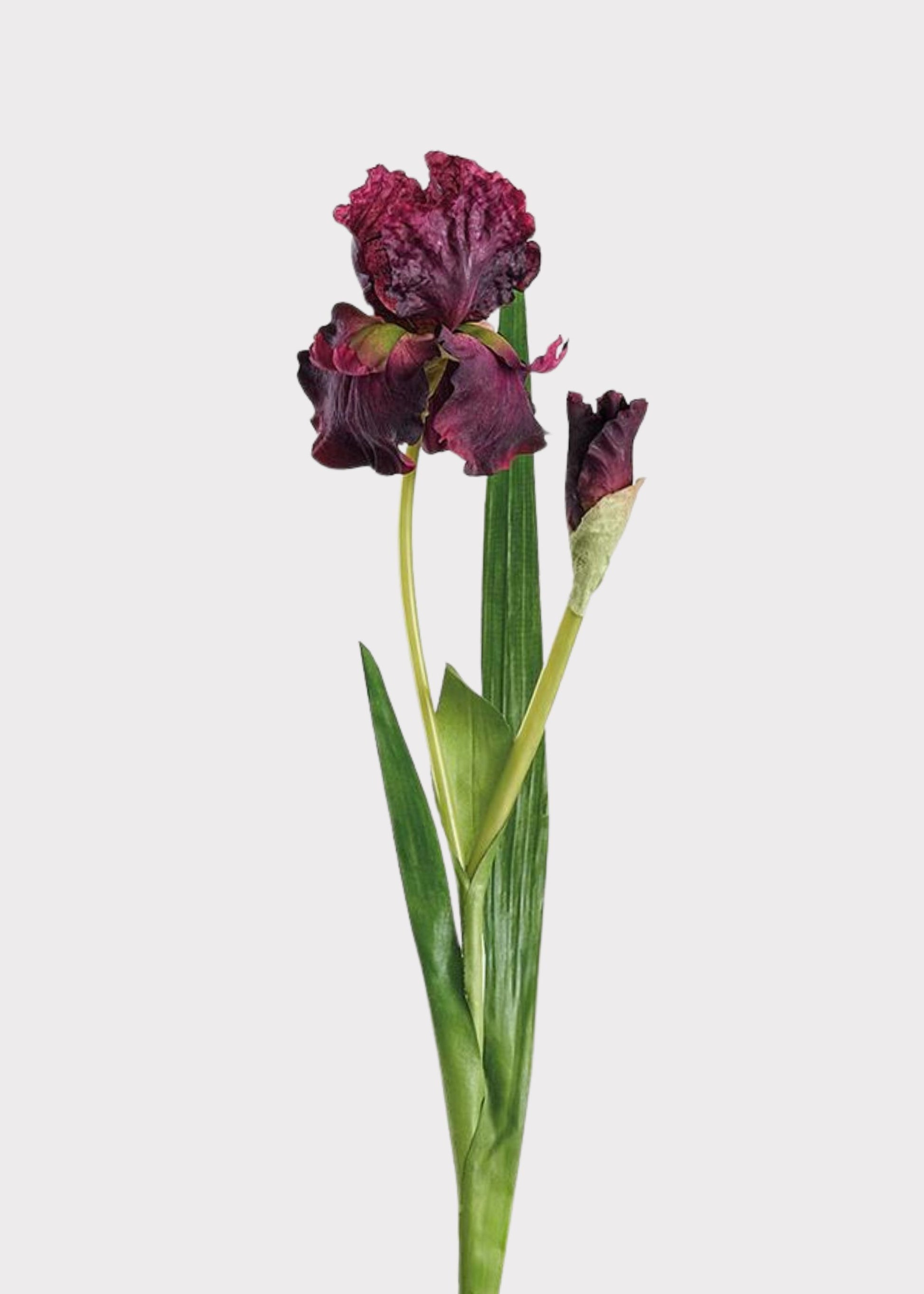 Deep Plum Purple Artificial Iris