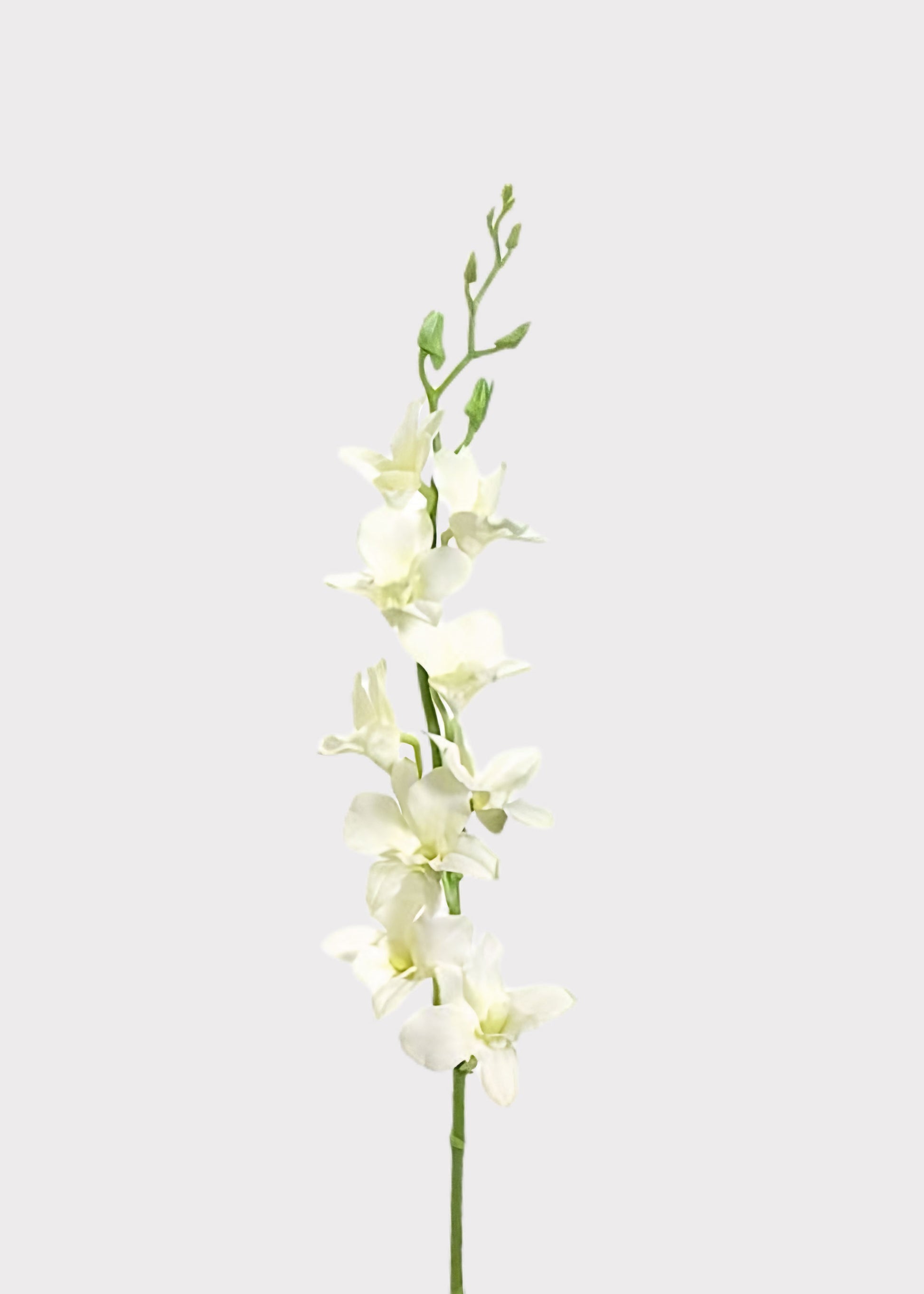 Cream Artificial Dendrobium Orchid Flower Stem