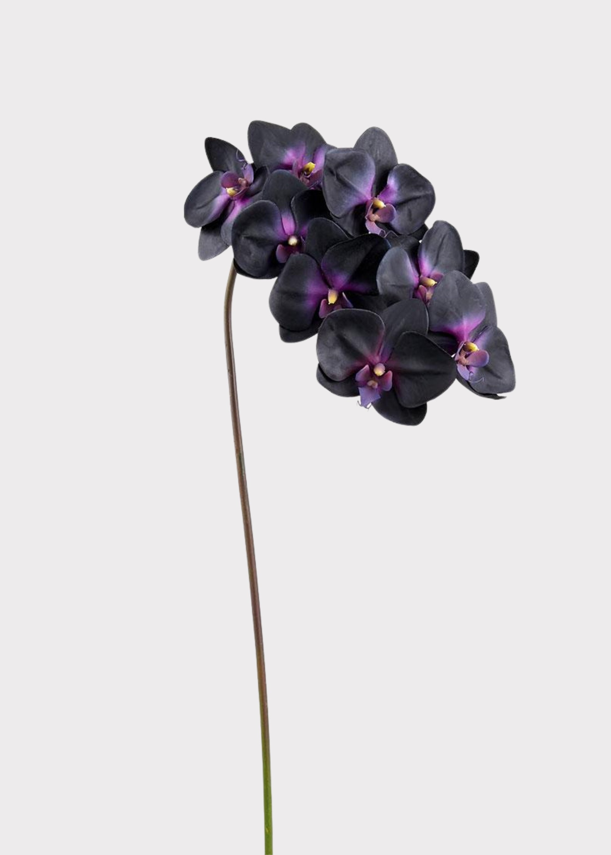 Black and Purple Artificial Phalaenopsis Orchid