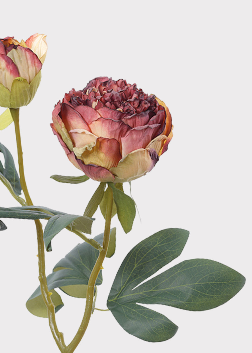 Close-up of Dried Look Burgundy Artificial Peony