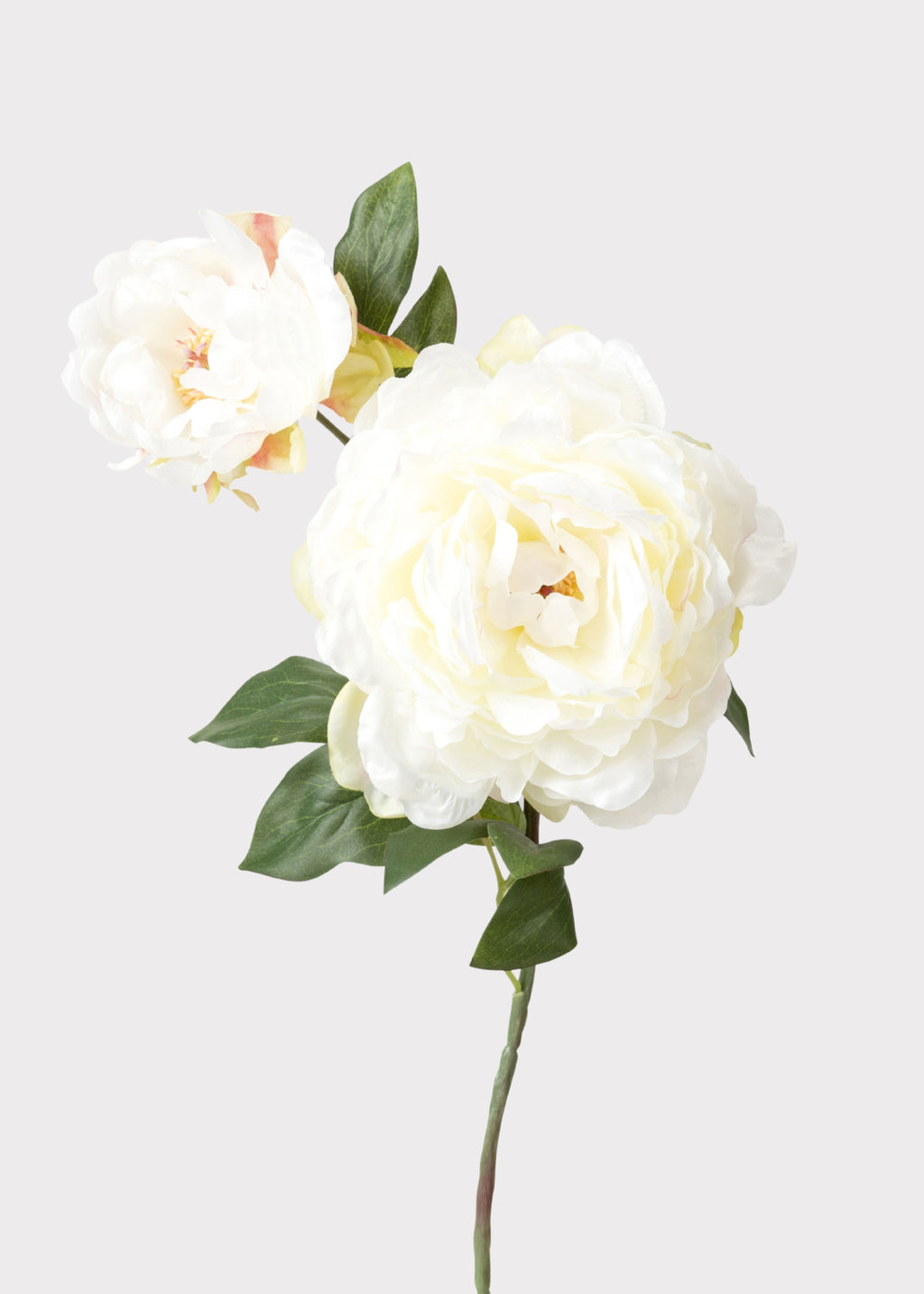 Close-up of Cream Fake Peony