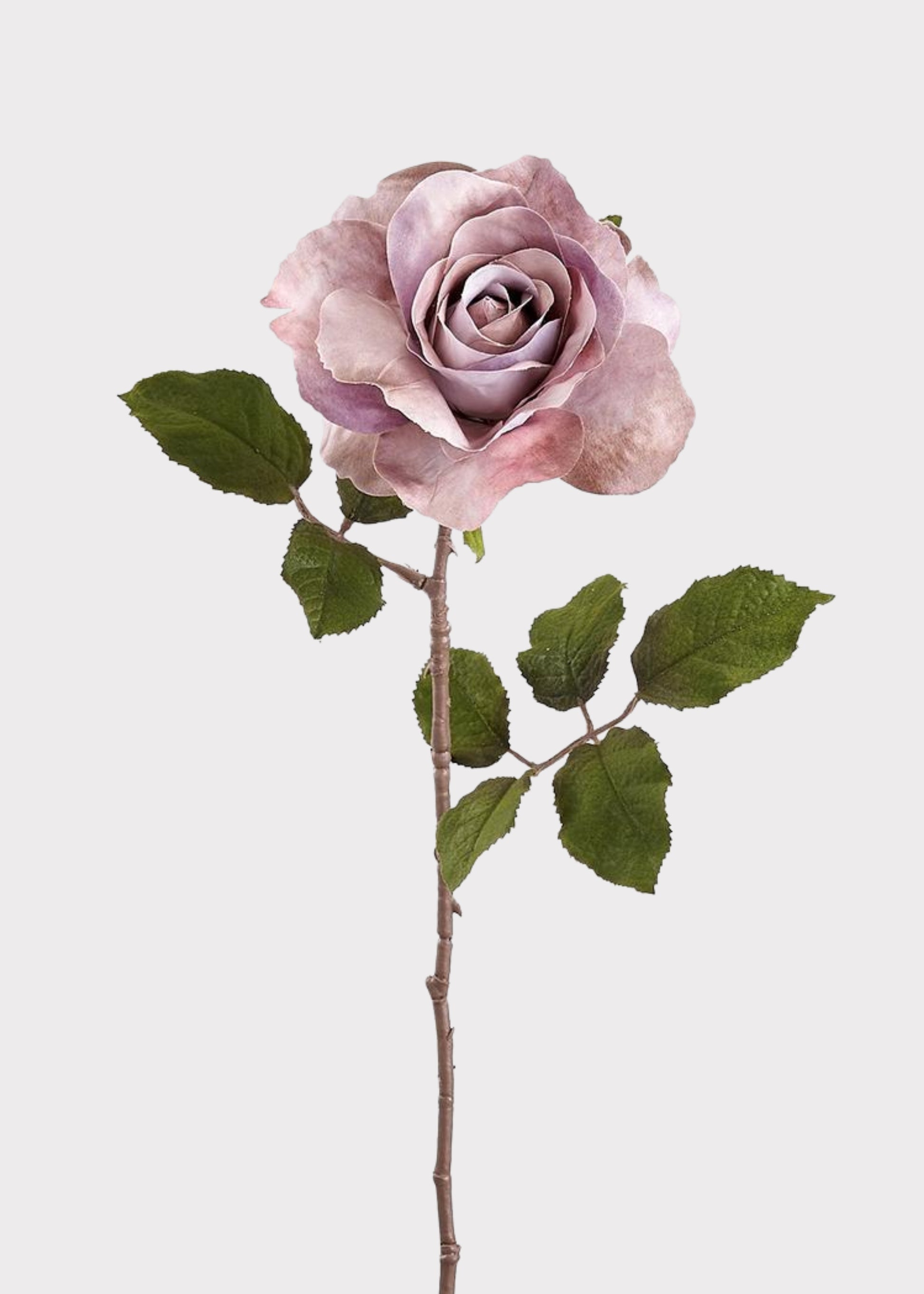 Dusty Mauve Lavender Rose