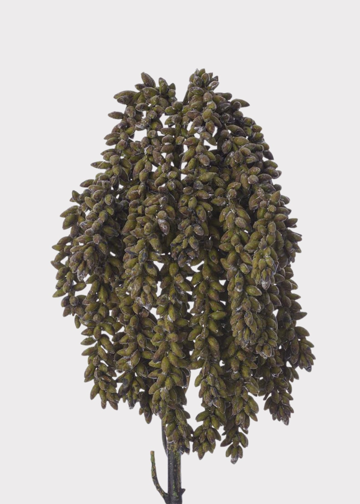 Green and Brown Artificial Hanging Sedum Succulent Stem 