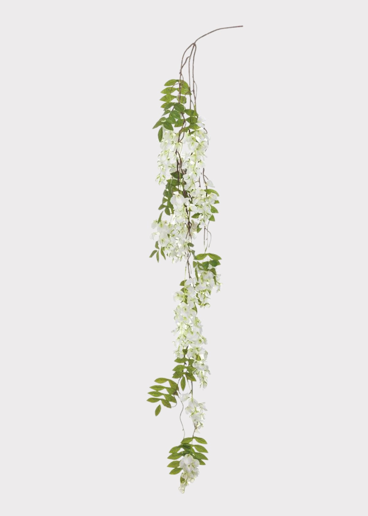 Hanging Wisteria Blooming Branch in White