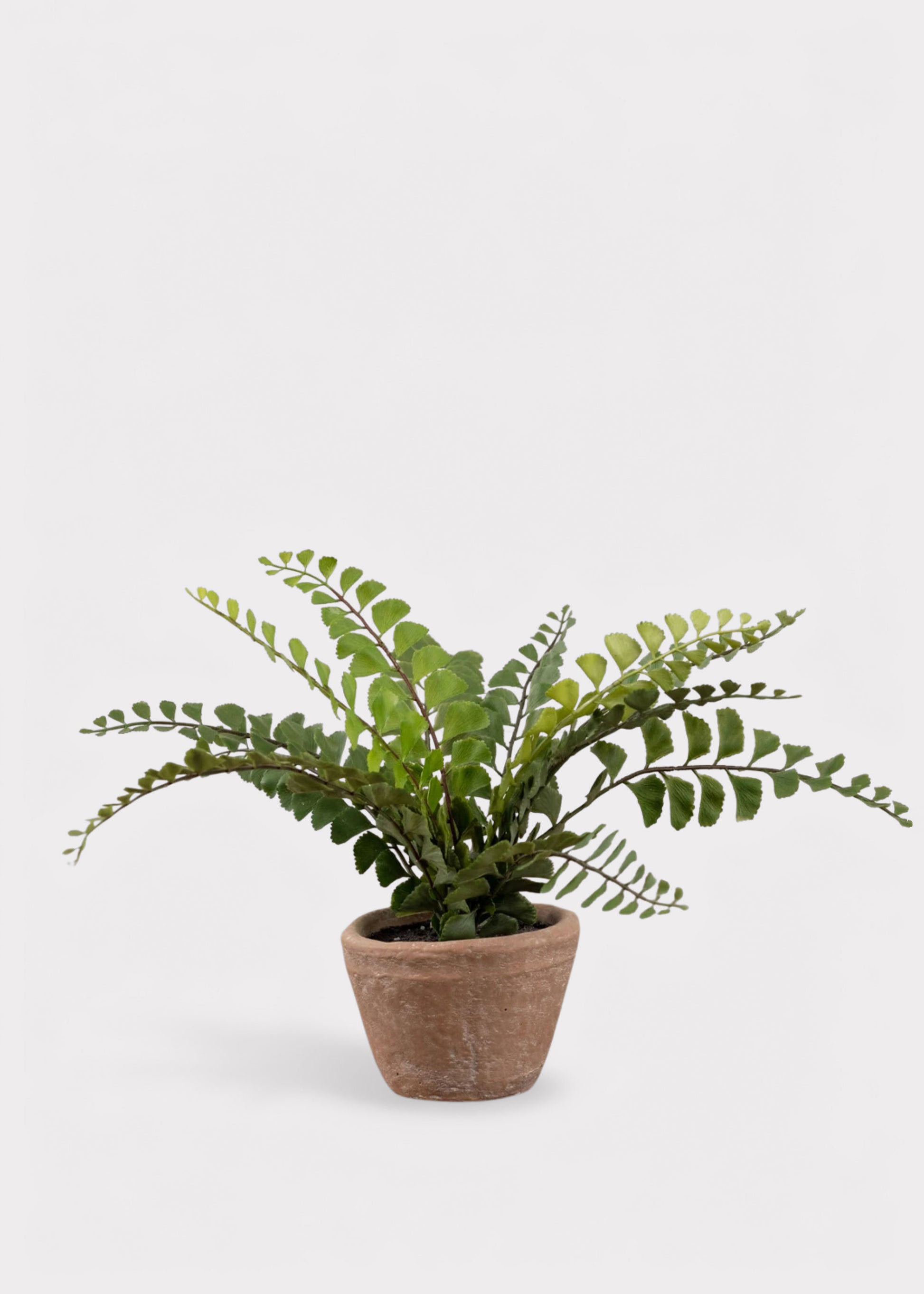 Small Potted Button Fern Plant in Terra Cotta Pot 