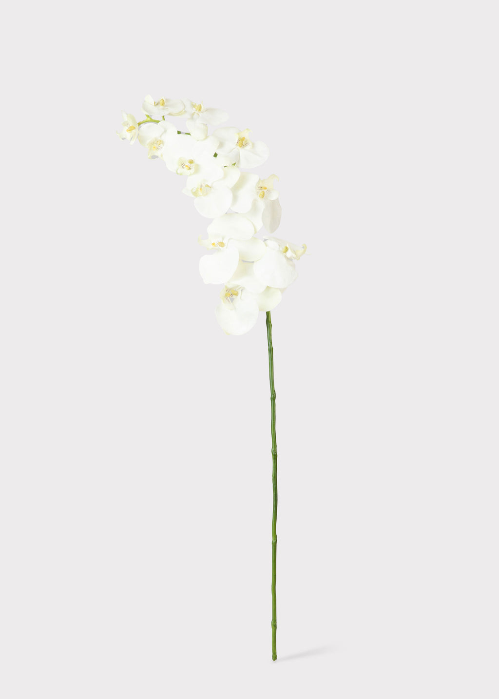 Artificial Phalaenopsis Orchids in White Cream 