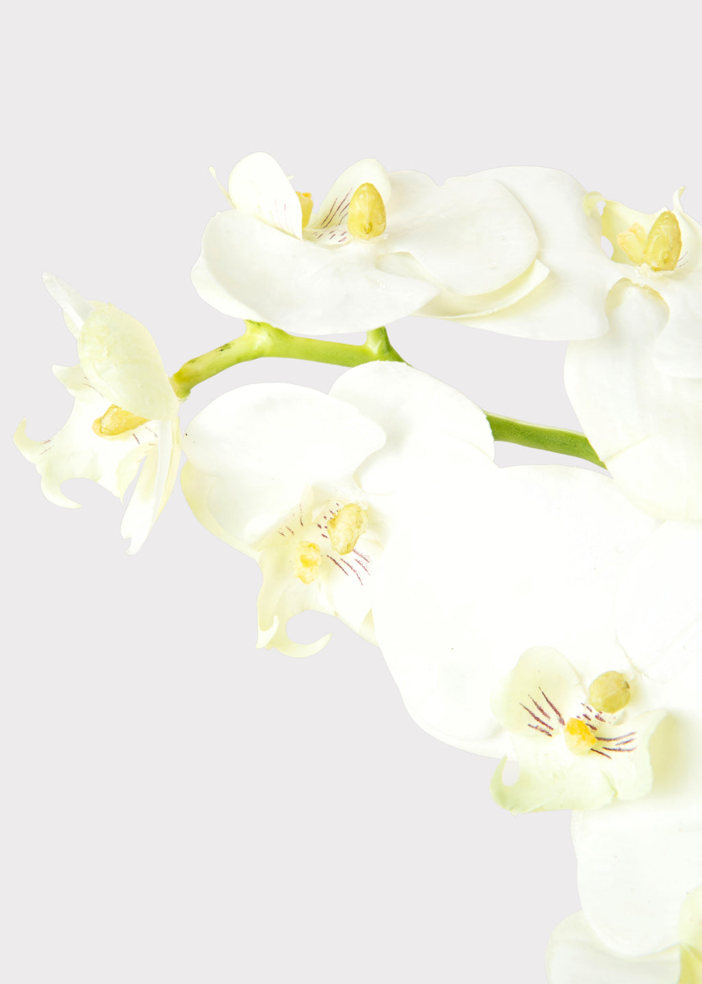 Close-up of Faux Orchid