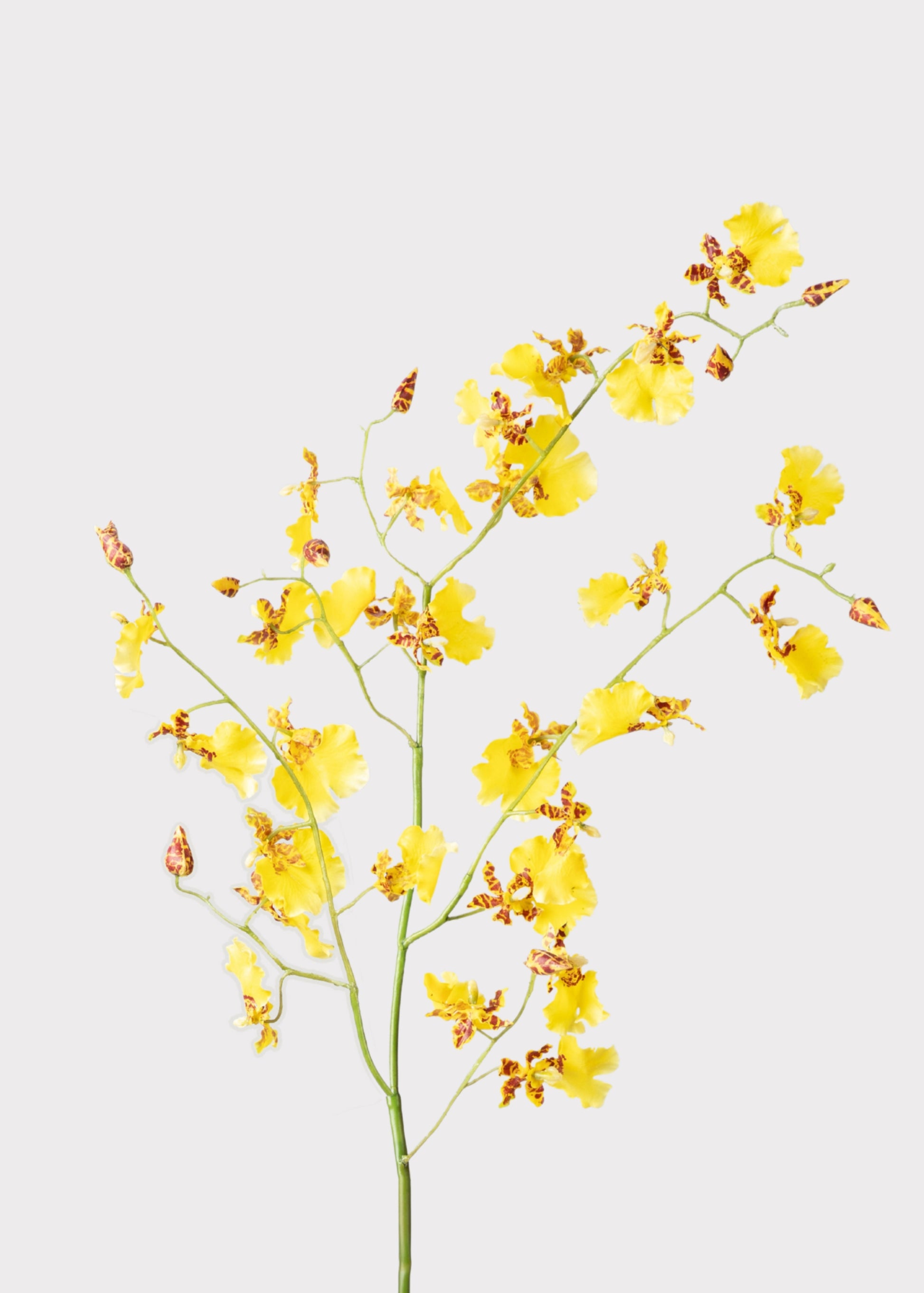 Yellow Dancing Orchid