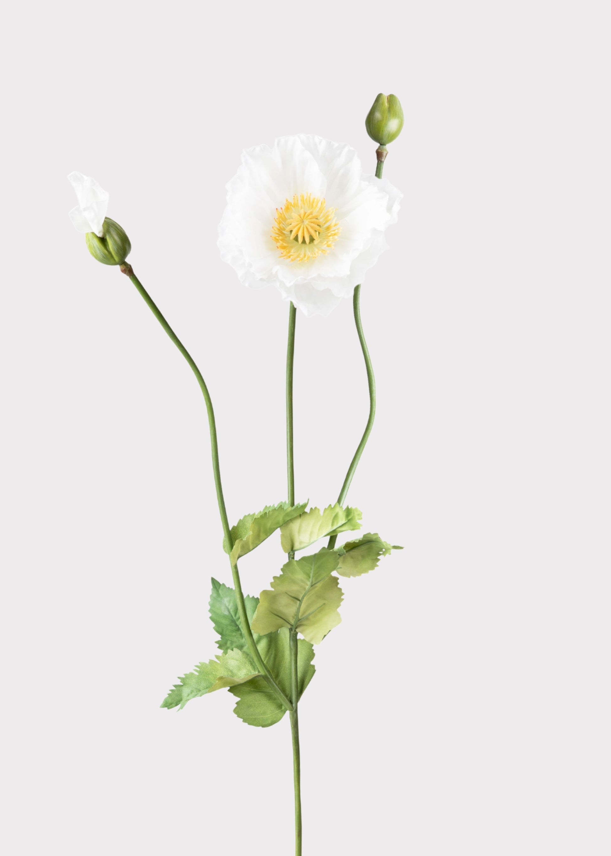 Fake White Poppy