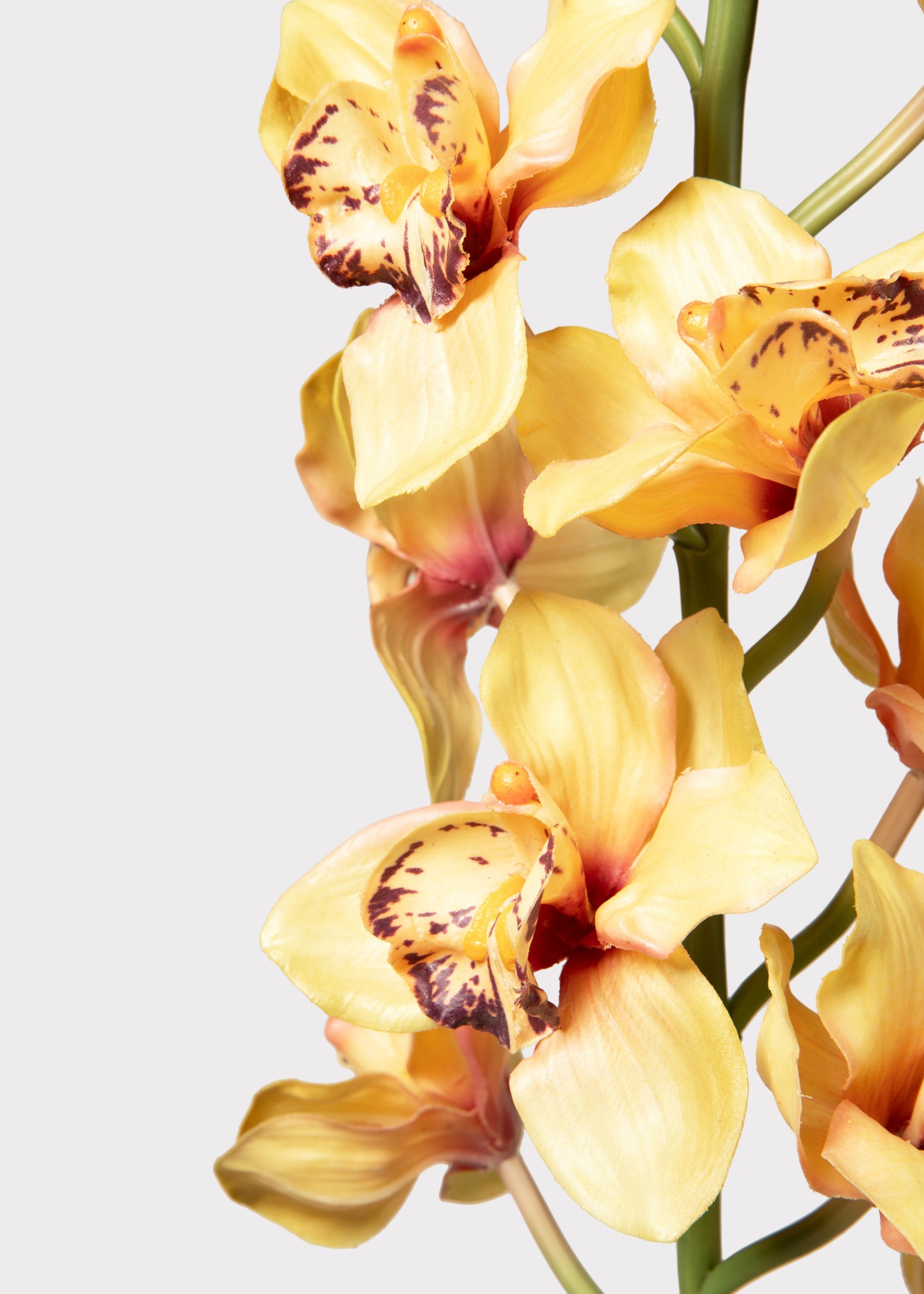 Close-up of Faux Cymbidium Orchid