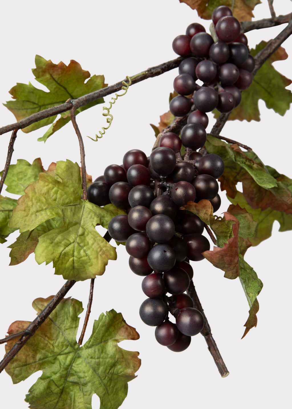 Bunch of dark grapes on a branch 