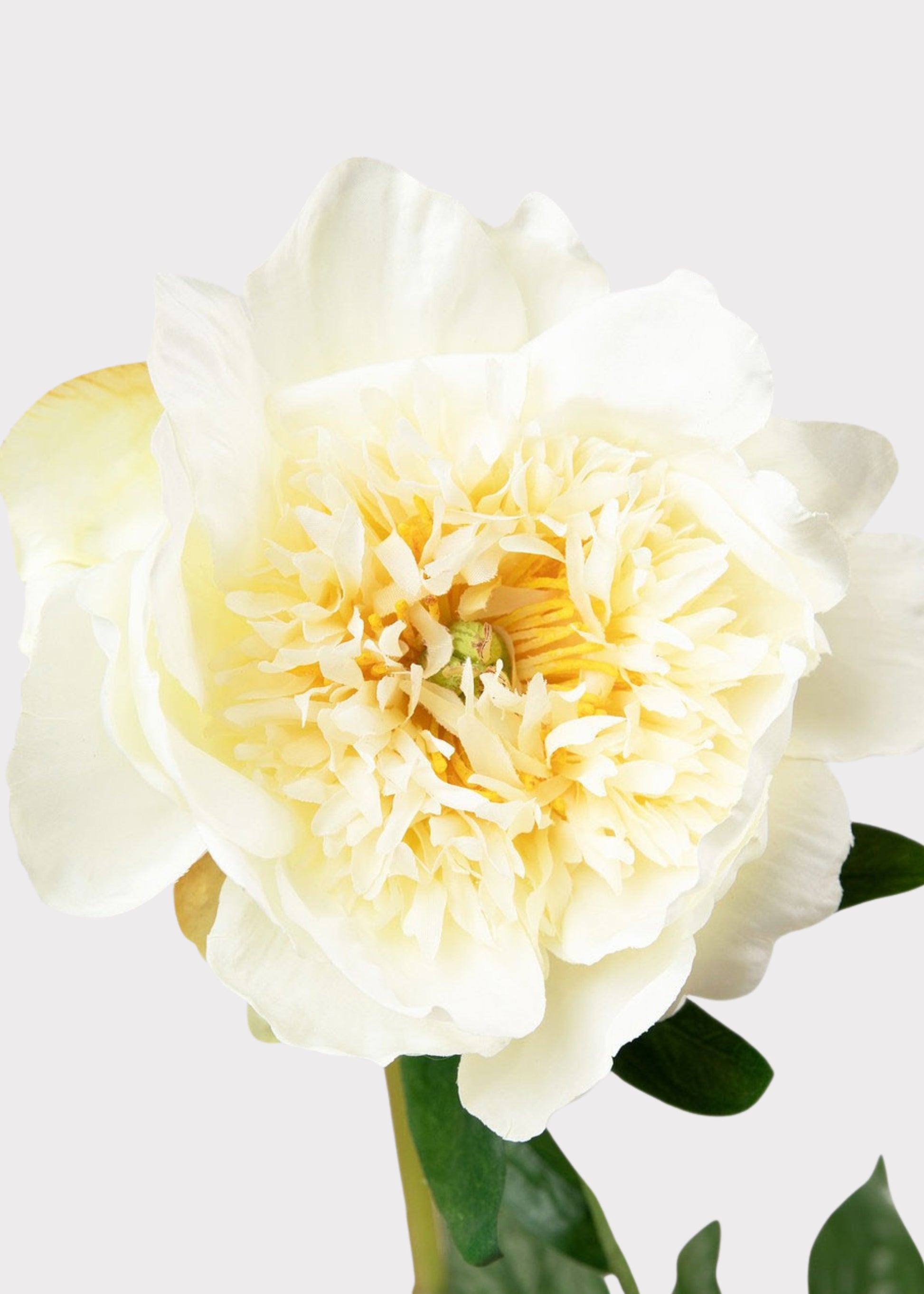 Close-up of an Artificial Cream Peony