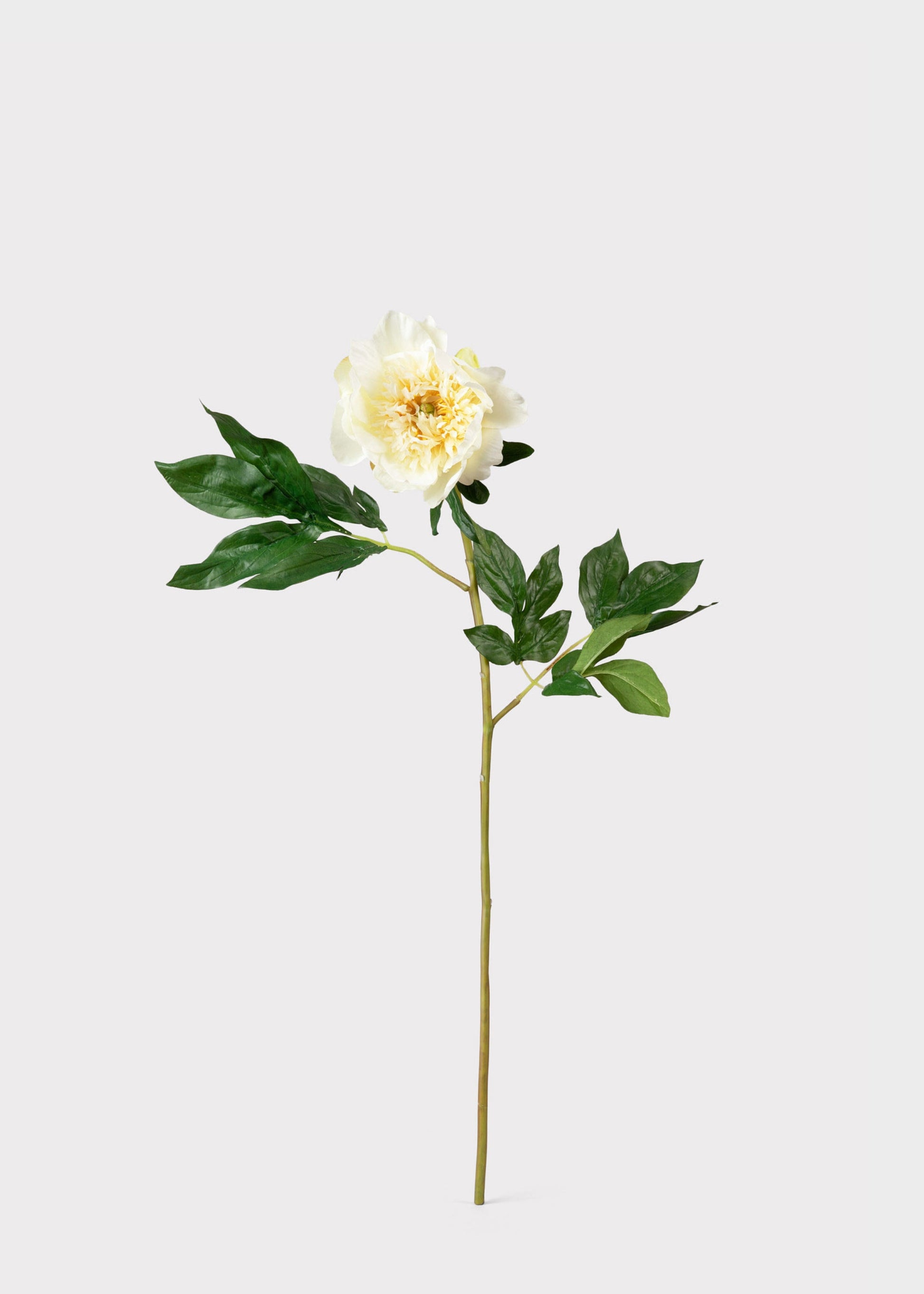 Artificial Peony Flower in Cream White 
