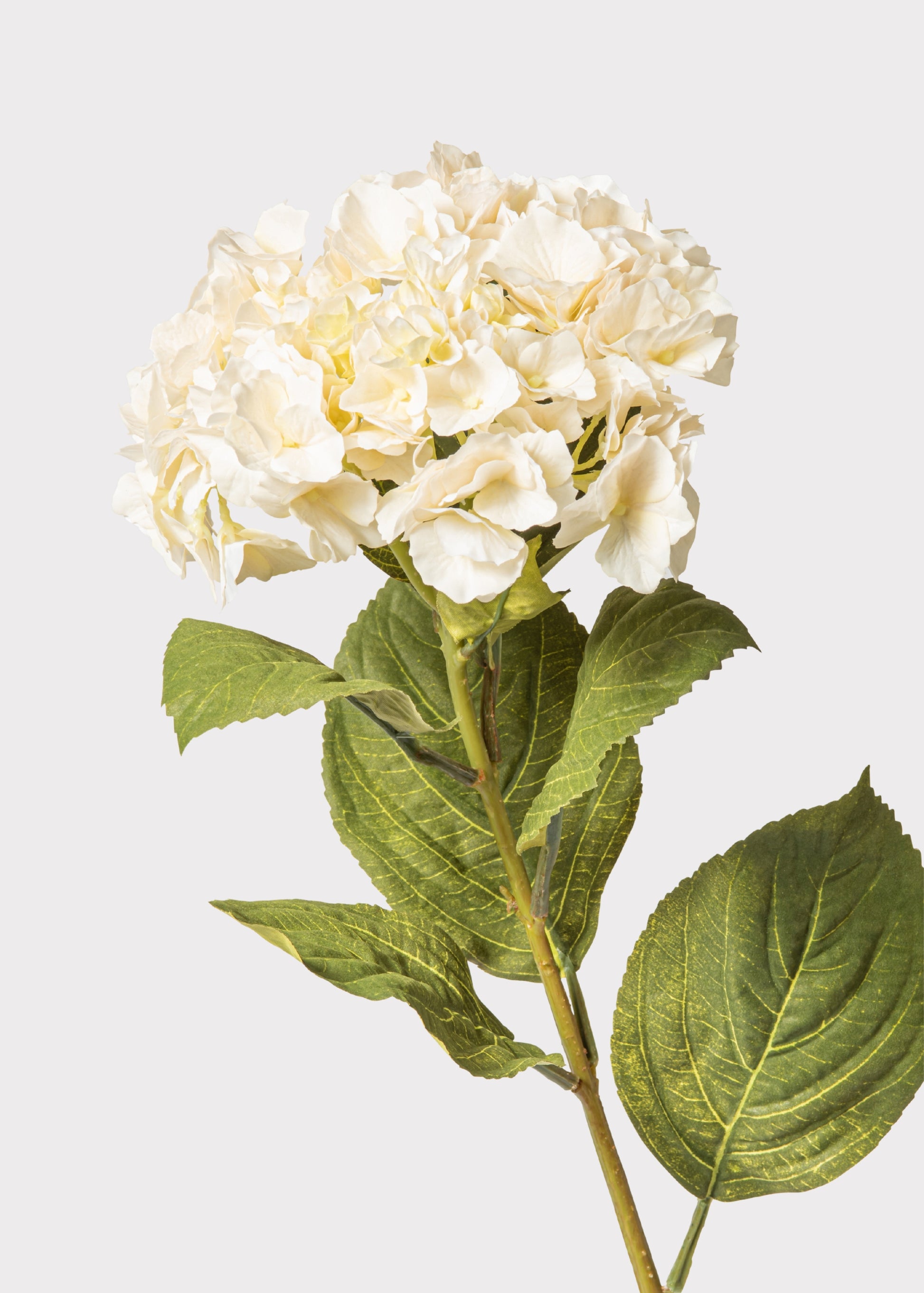 Close-up of a Faux Cream Hydrangea Branch