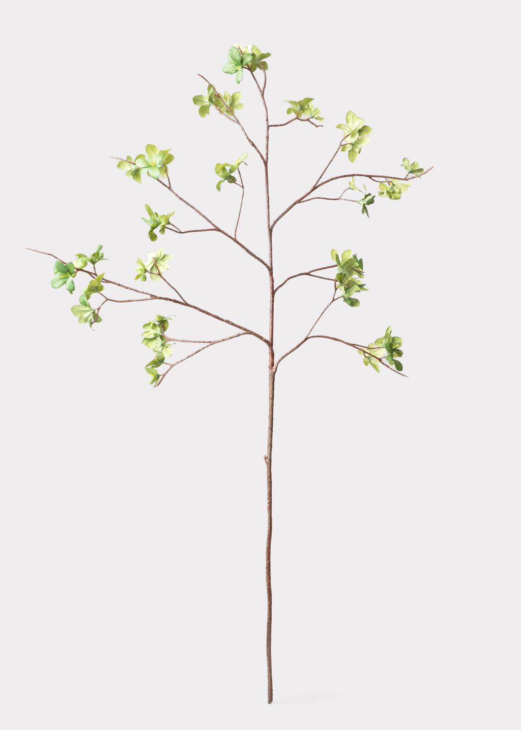  Young Leaf Statement Branch