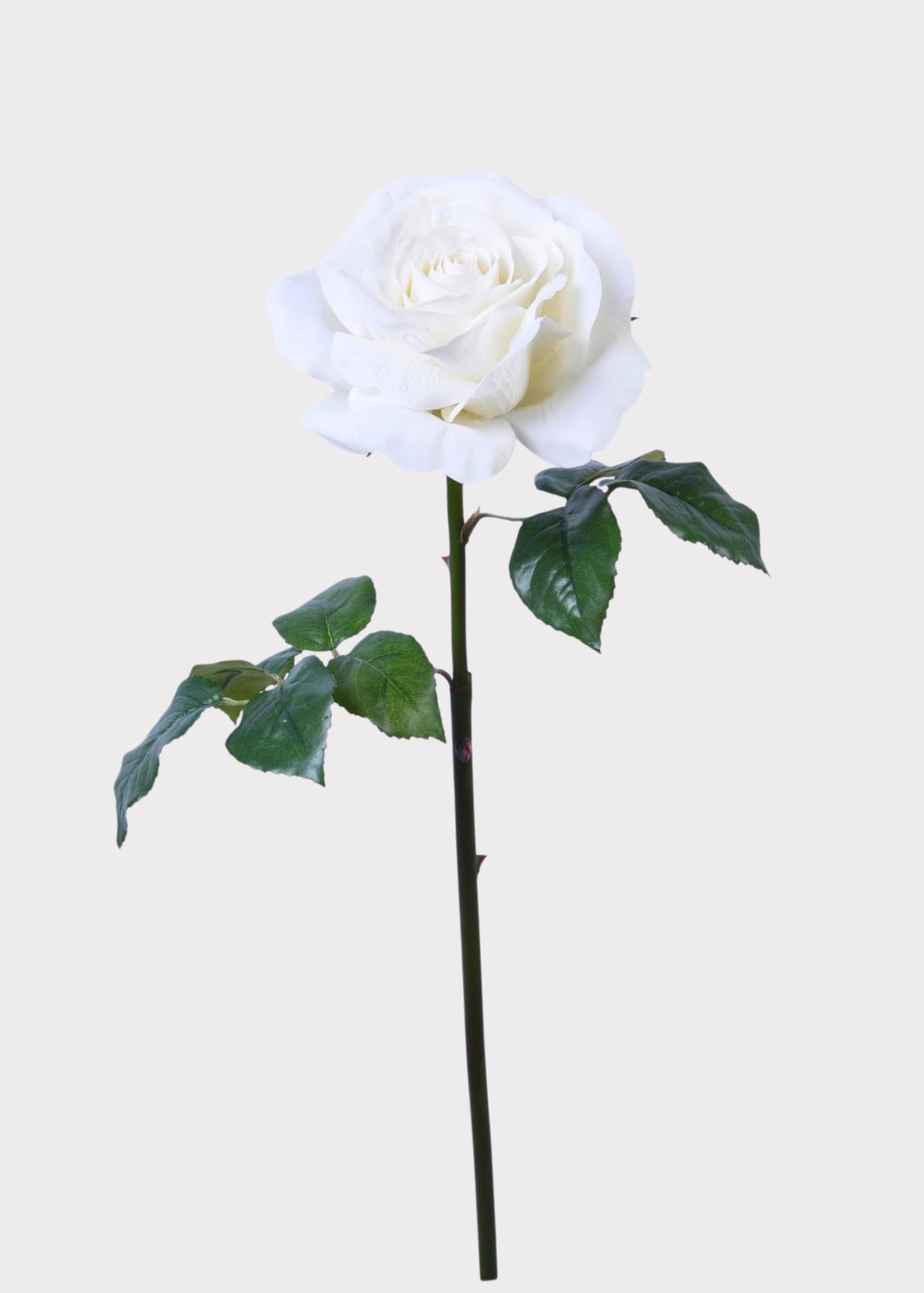 White Natural Touch Rose