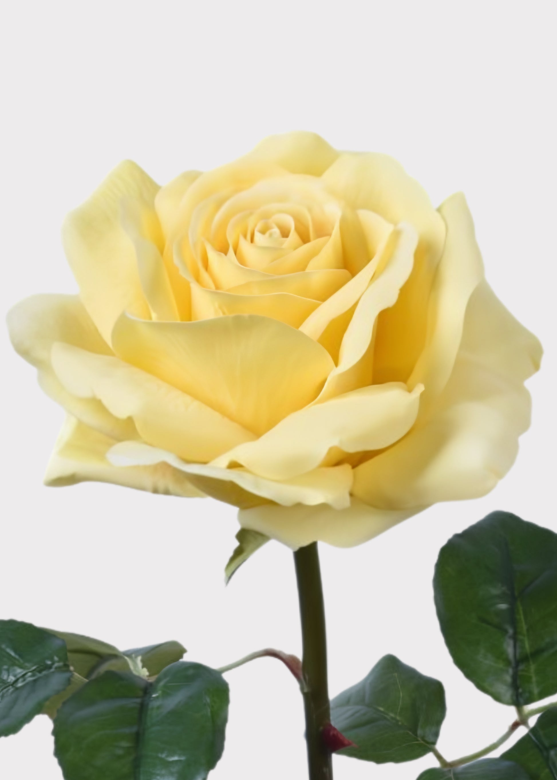 Yellow Natural Touch Faux Rose