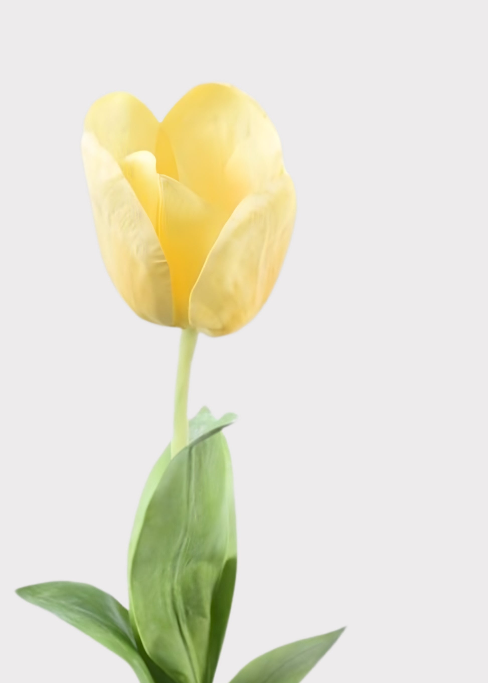 Close-up of a Natural Touch Yellow Tulip 