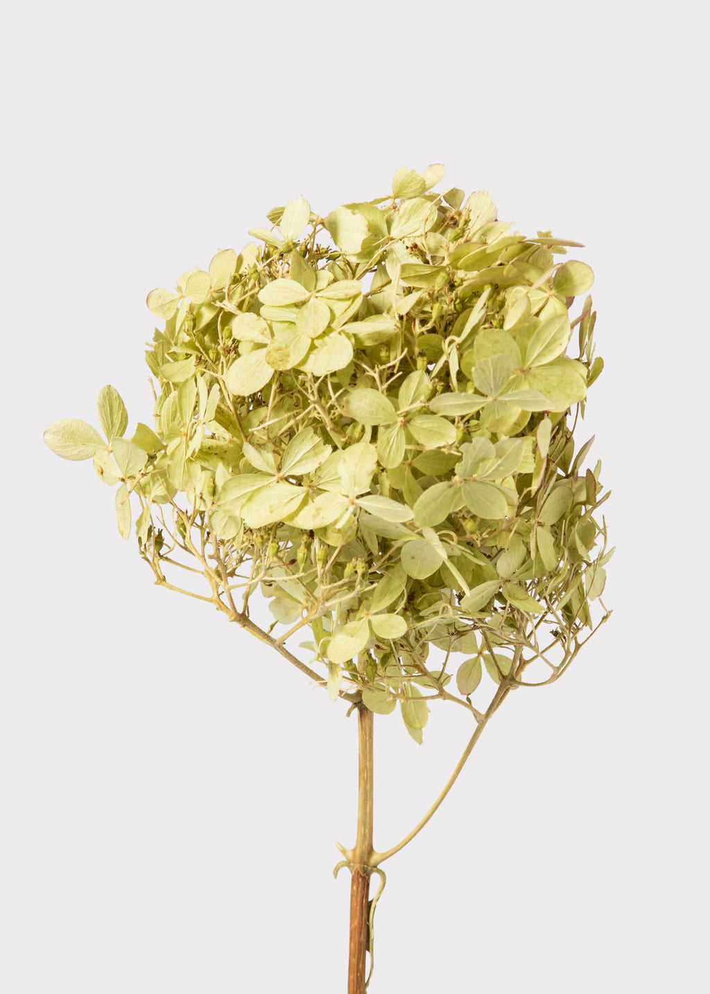Mini Green and Pink Natural Dried Hydrangea Stem