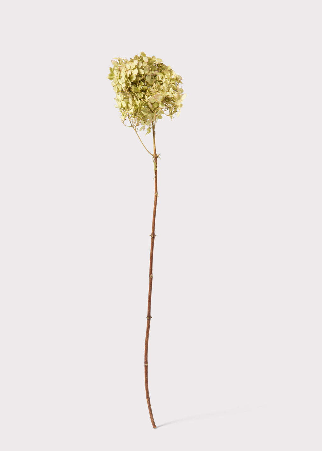 Natural Dried Hydrangea Stem