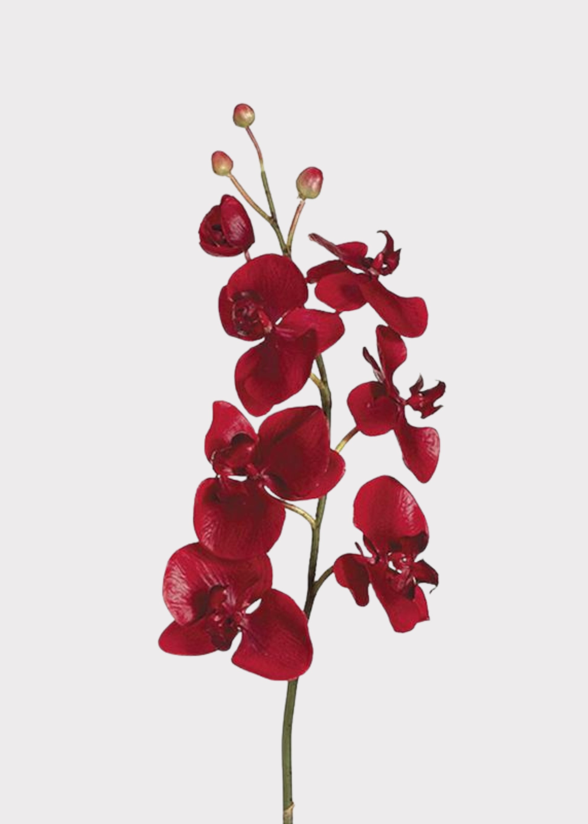 Red Artificial Phalaenopsis Orchid 