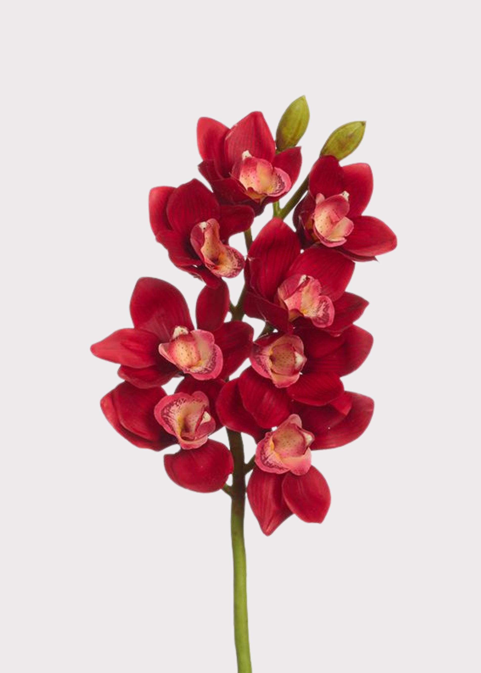Red Fake Cymbidium Orchid 