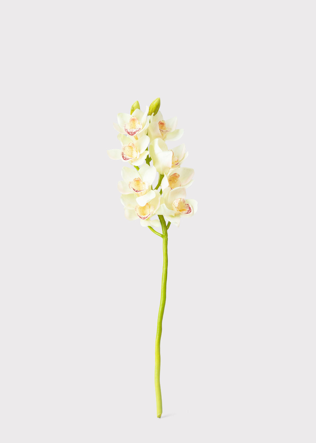 Faux Cymbidium Orchid