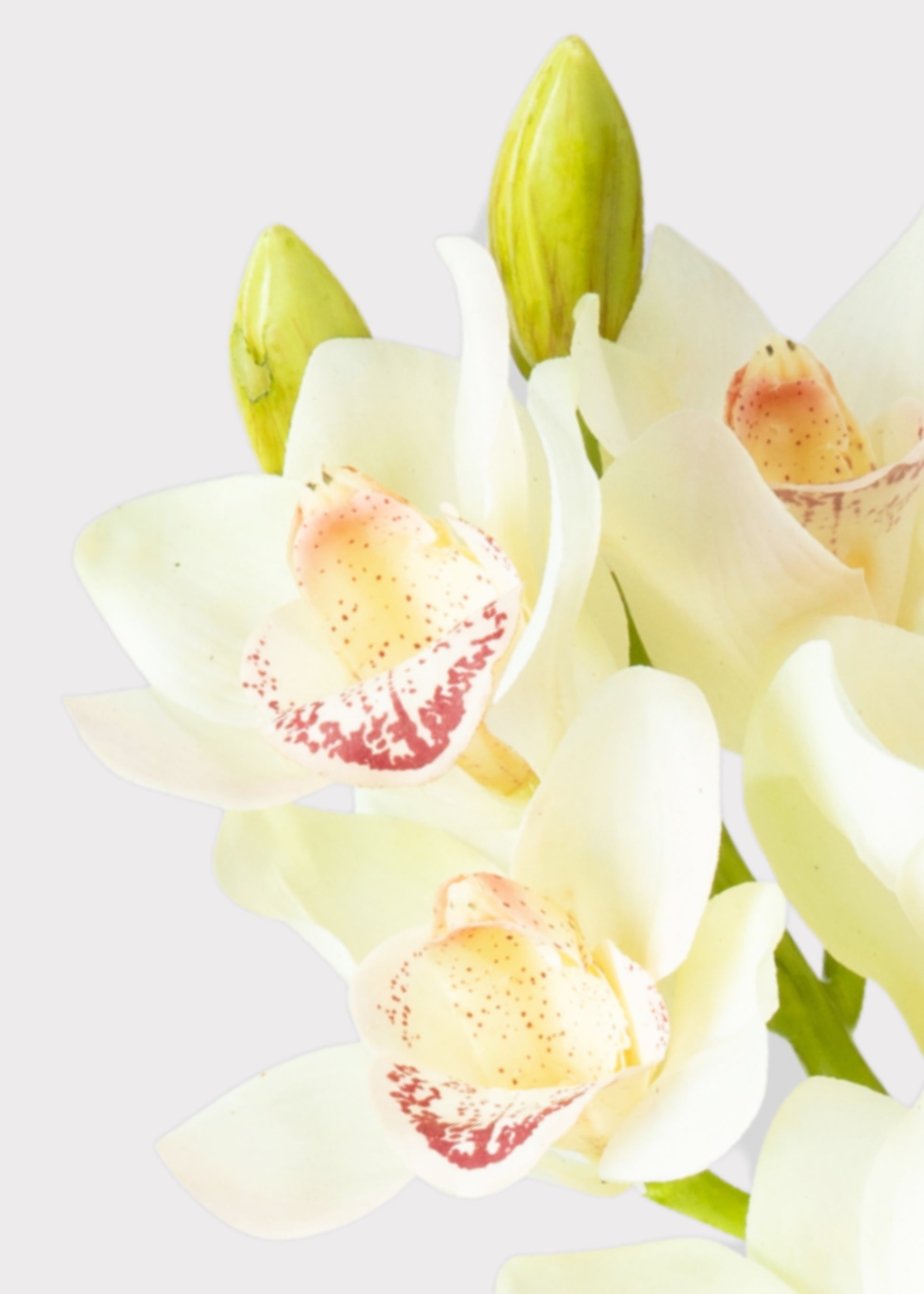 Close-up of a Faux Cymbidium Orchid