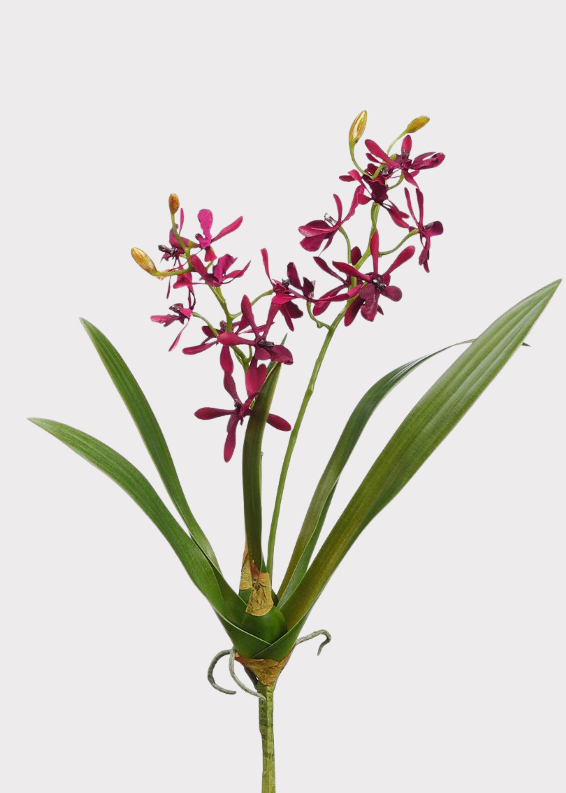 Burgundy Artificial Blooming Cattleya Orchid Plant 