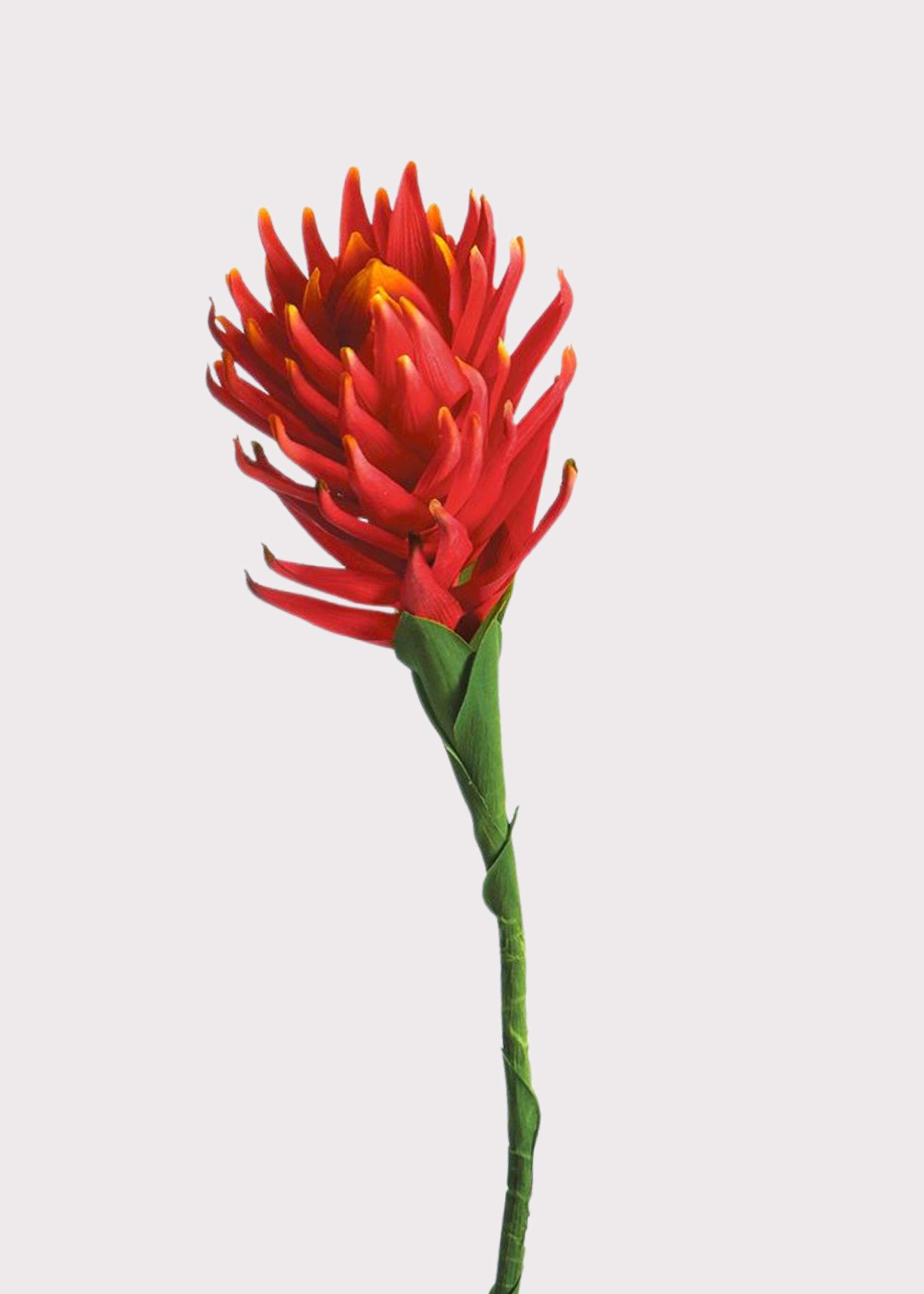 Flame Red and Orange Fake Protea Flower