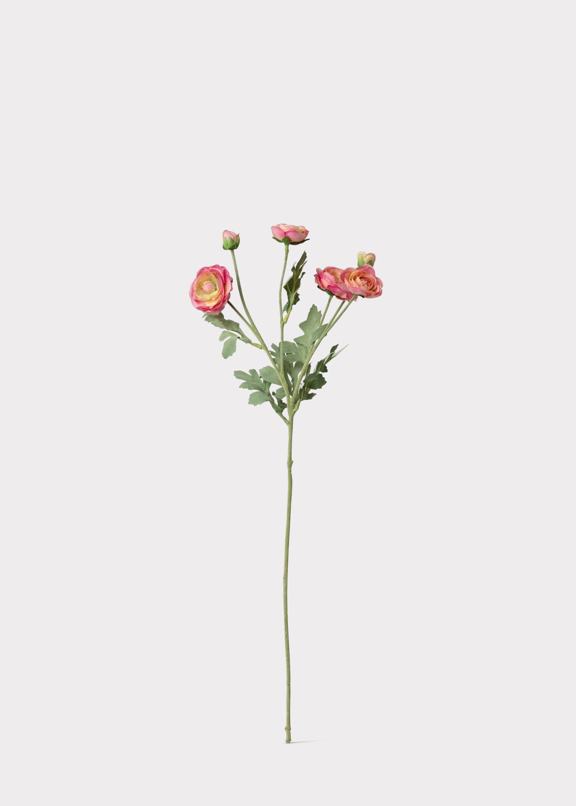 Pink Ranunculus 