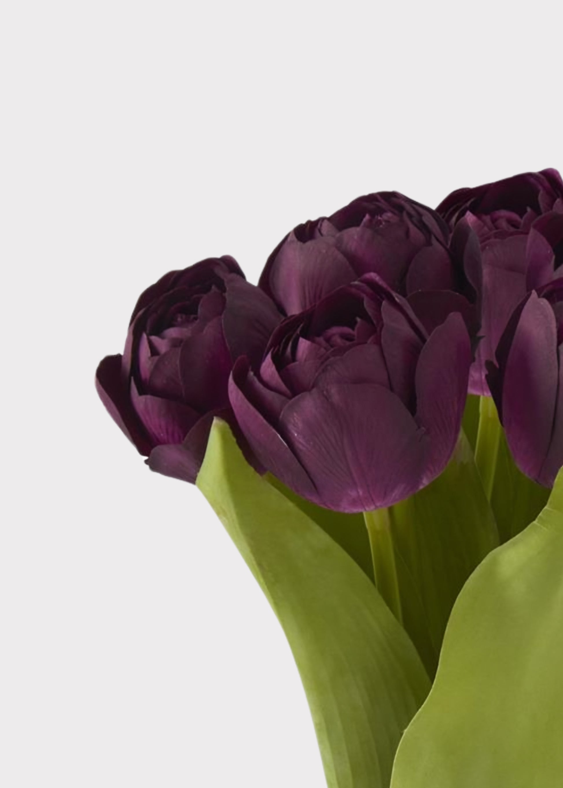 Close-up of purple tulips 