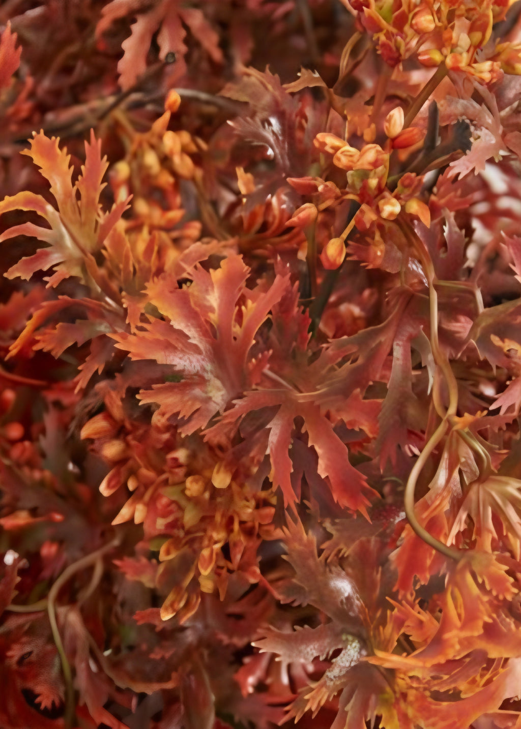 Close-up of the Artificial Japanese Maple Leaf Branch in Orange