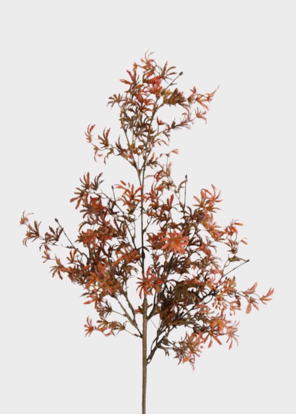 Orange Japanese Maple Branch